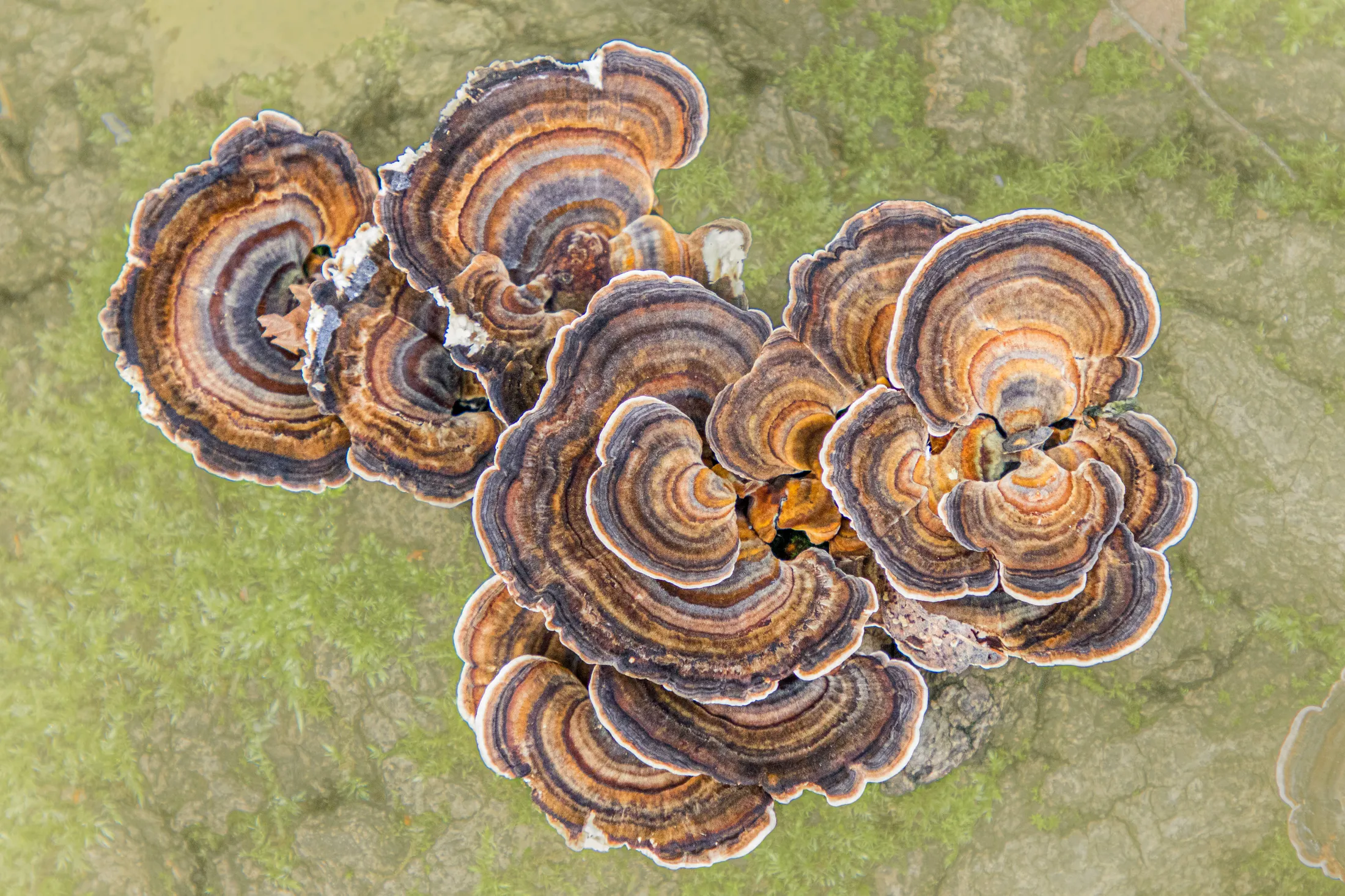 fungi on a fallen tree