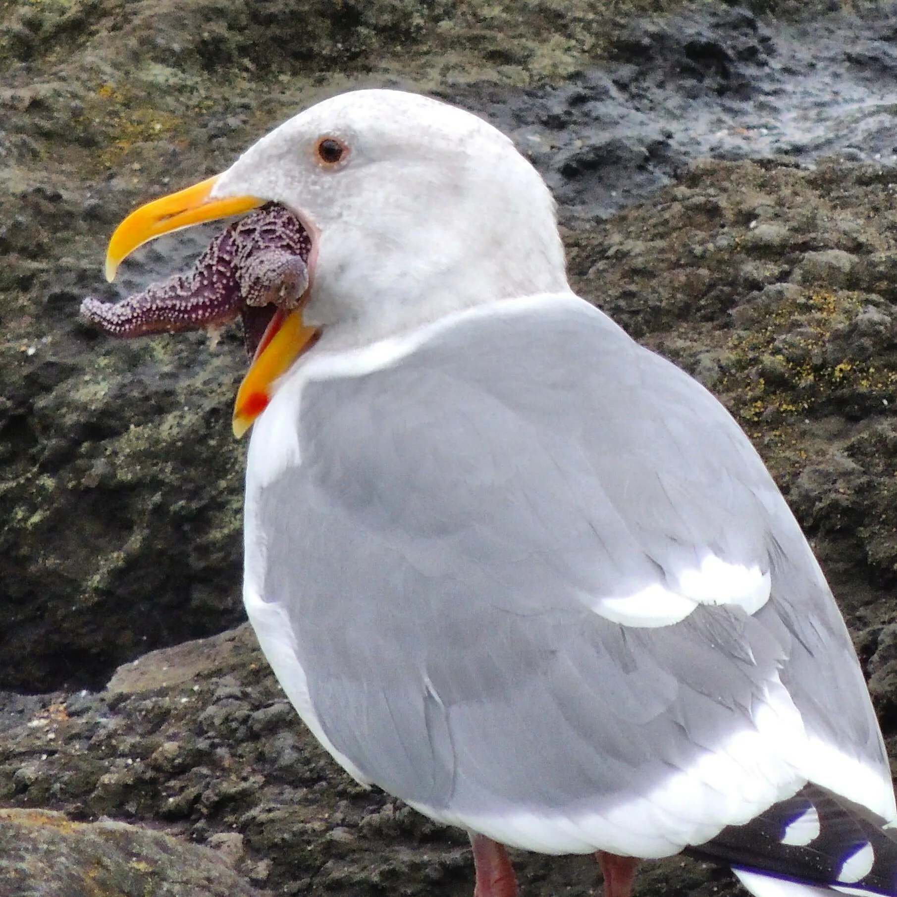 Seagull and Star Fish