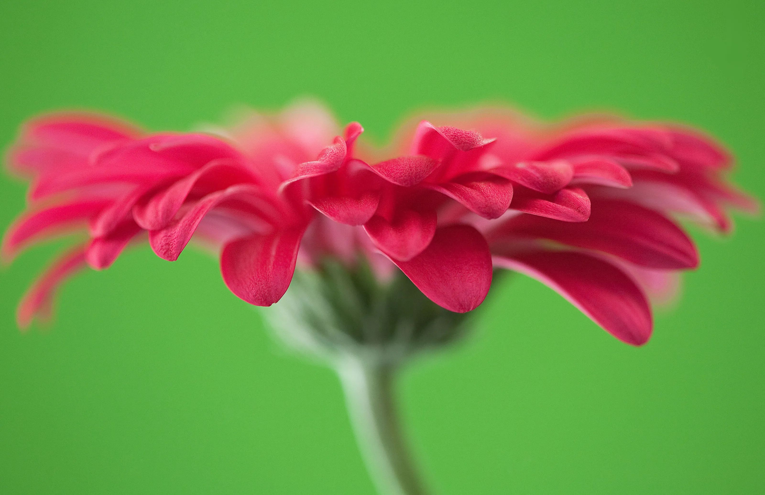 Pink Gerbera
