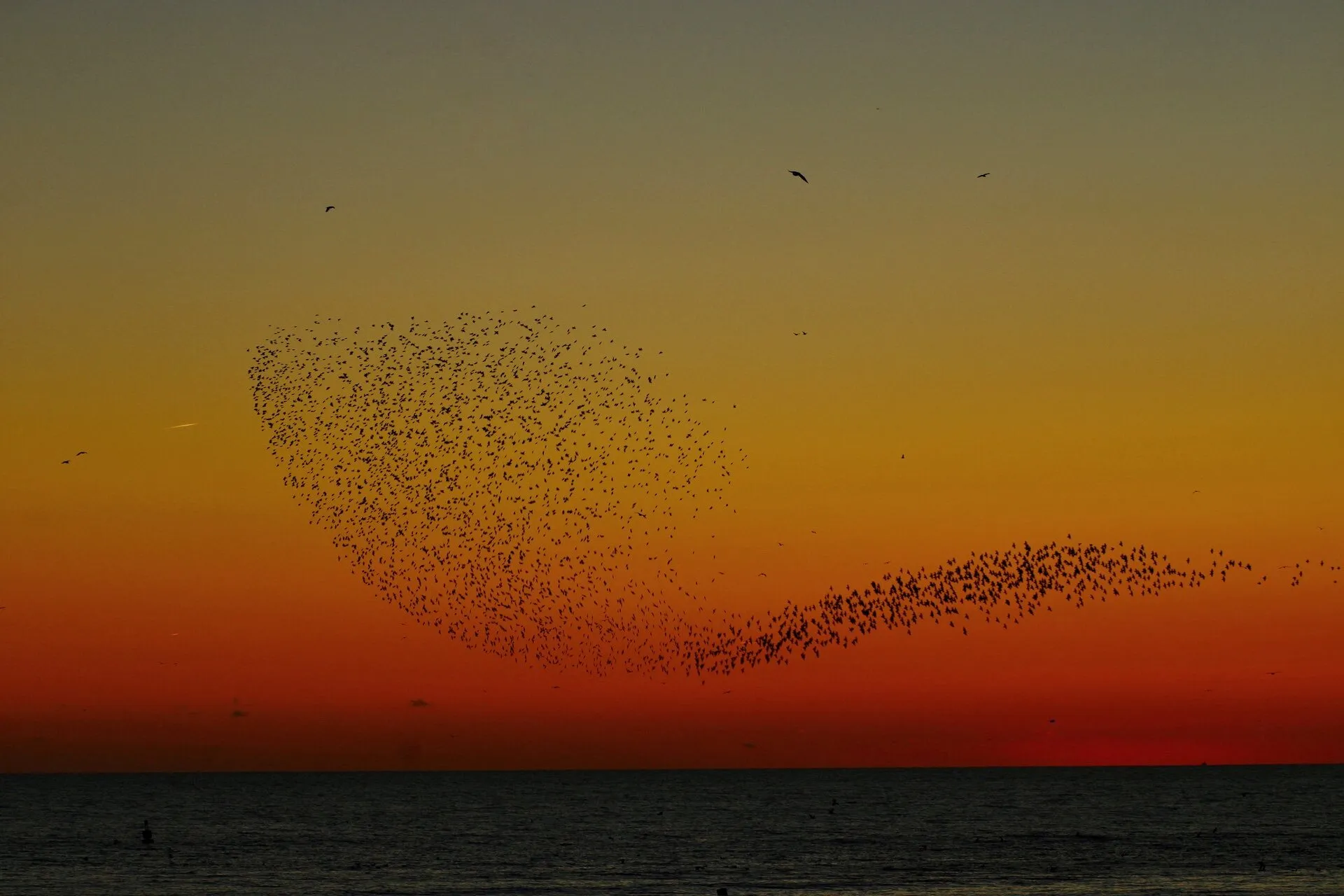 Brighton murmuration