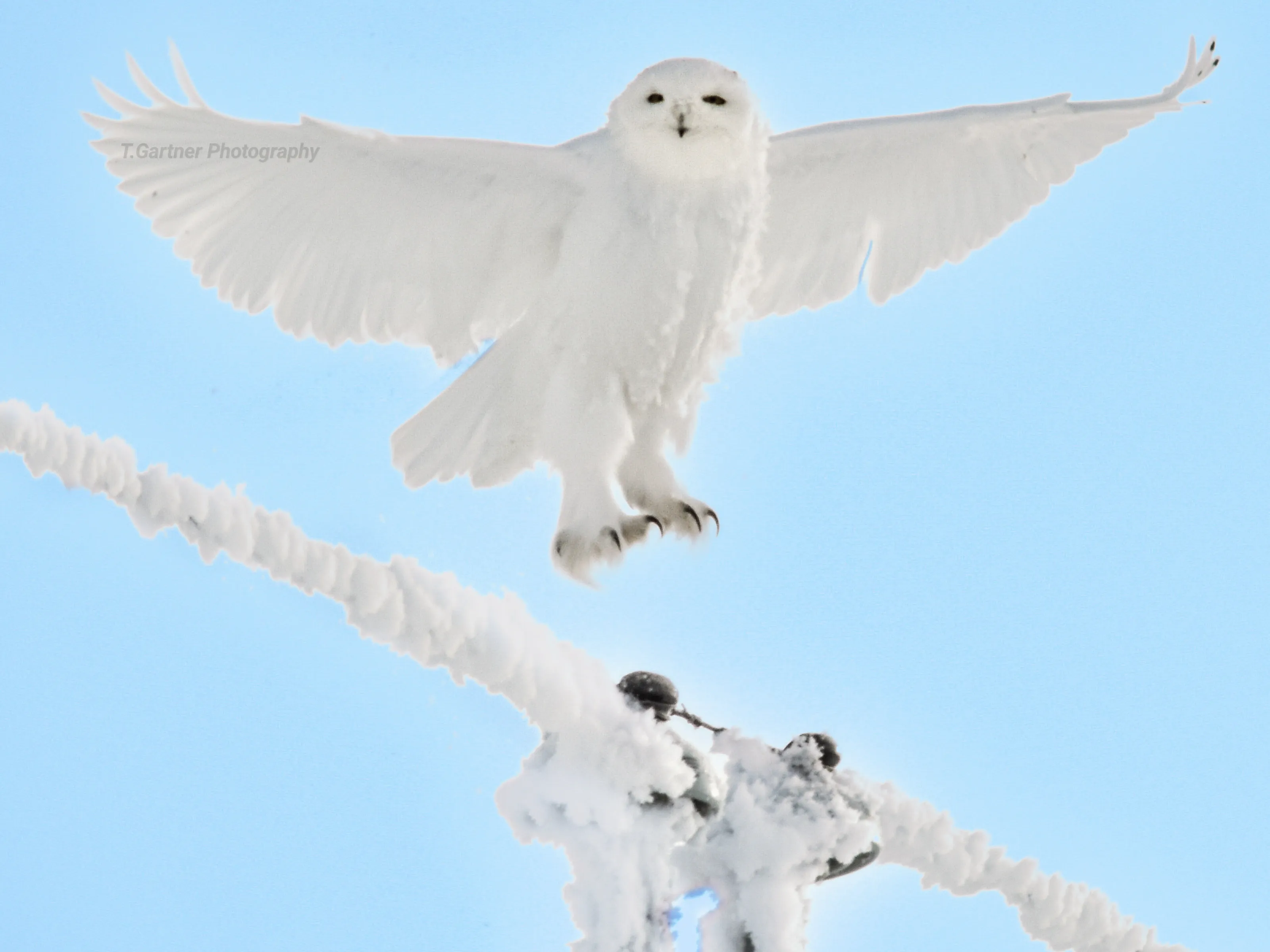 Banner image