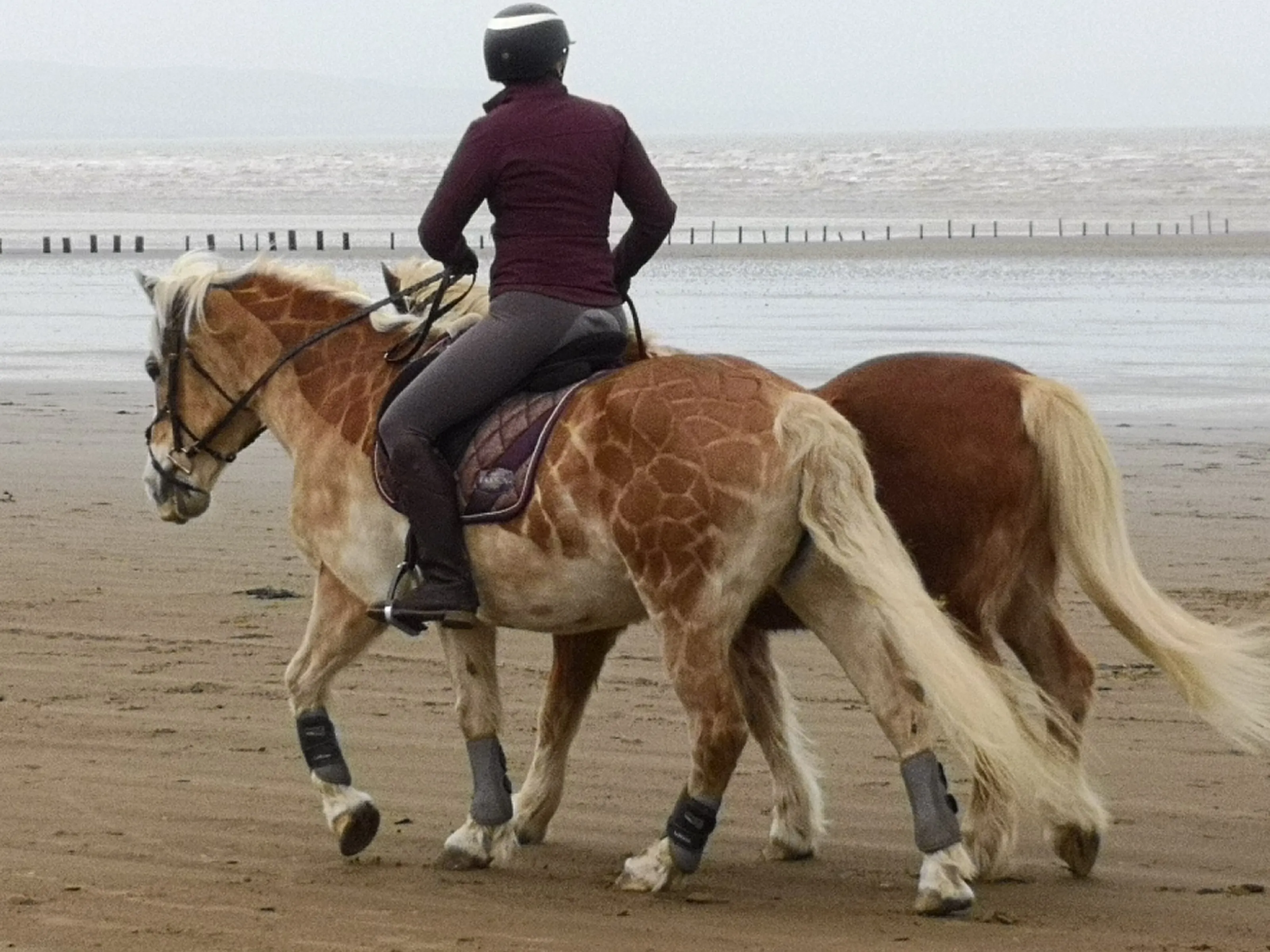 Beach Ponies