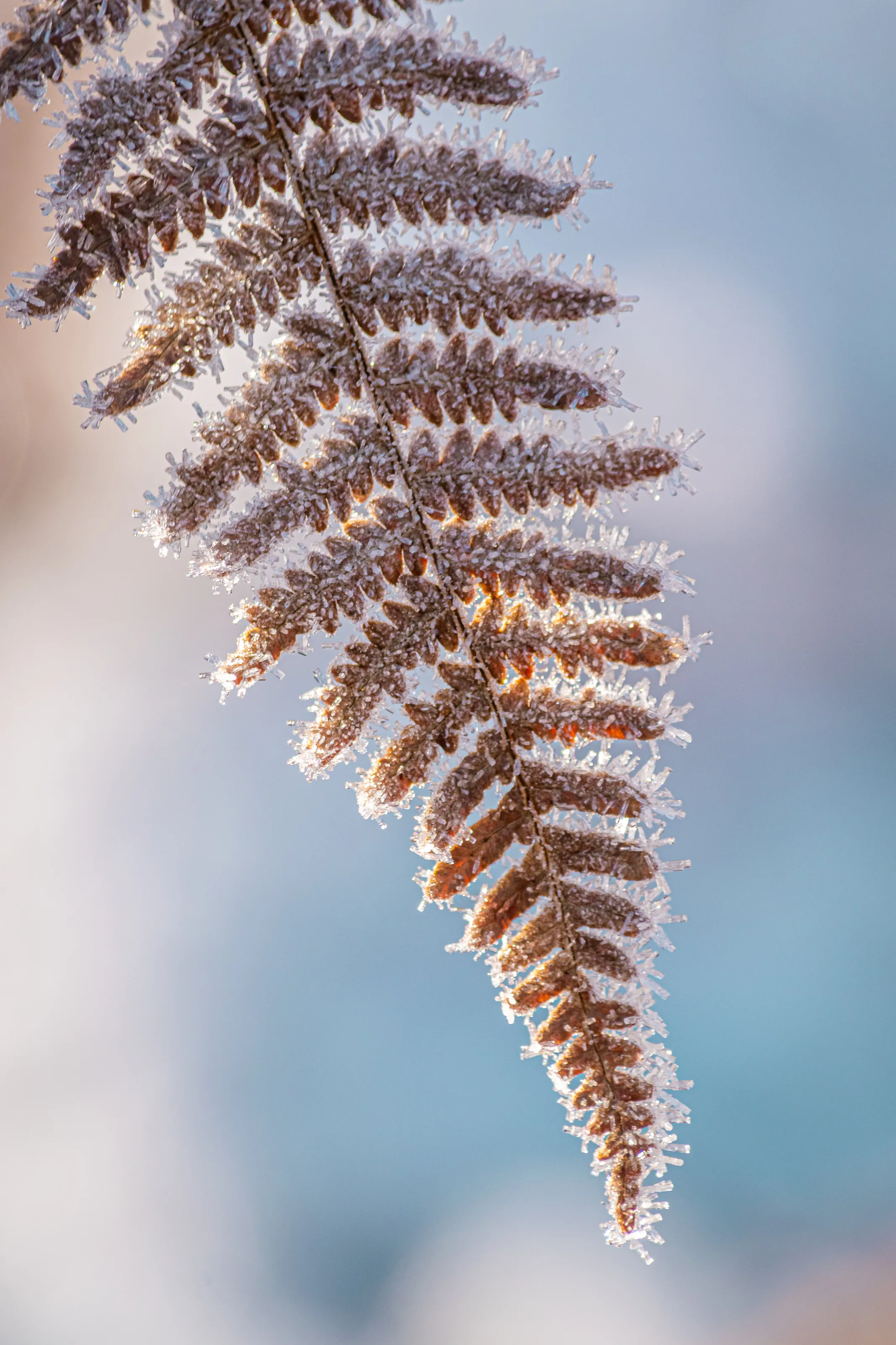 Frosty Fern