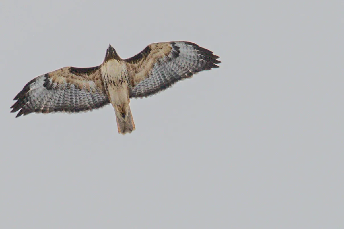 In Flight
