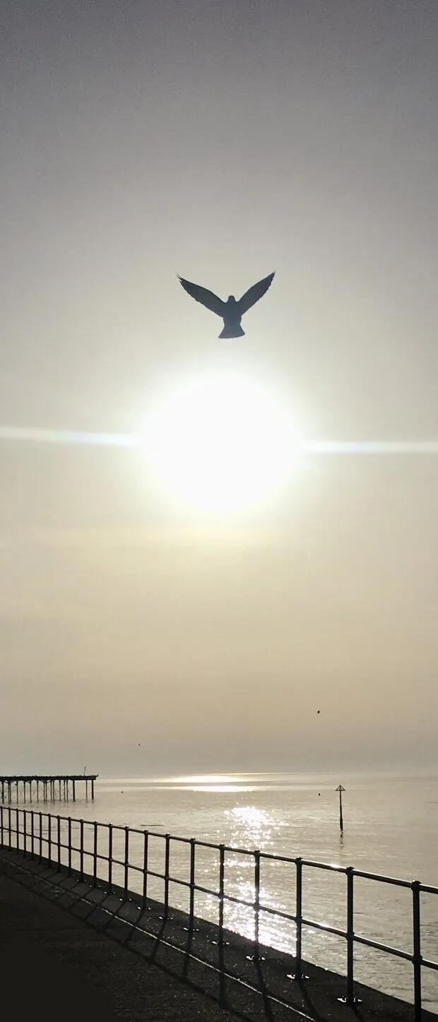 Peace and Freedom