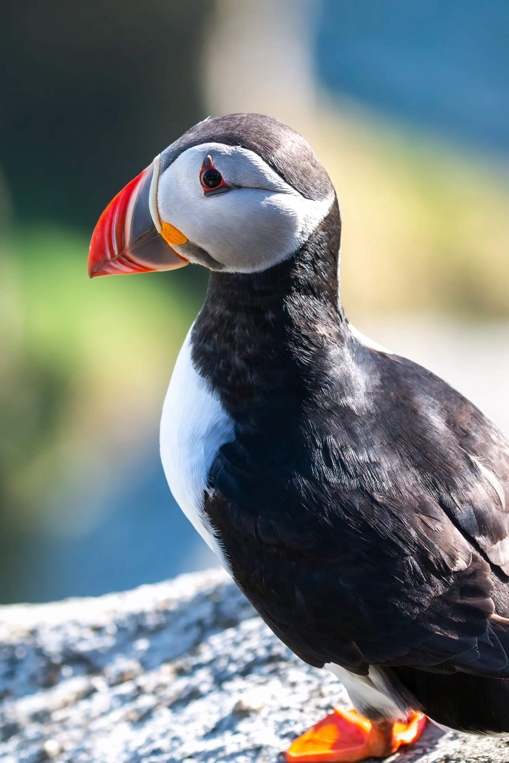 Puffin in Norway