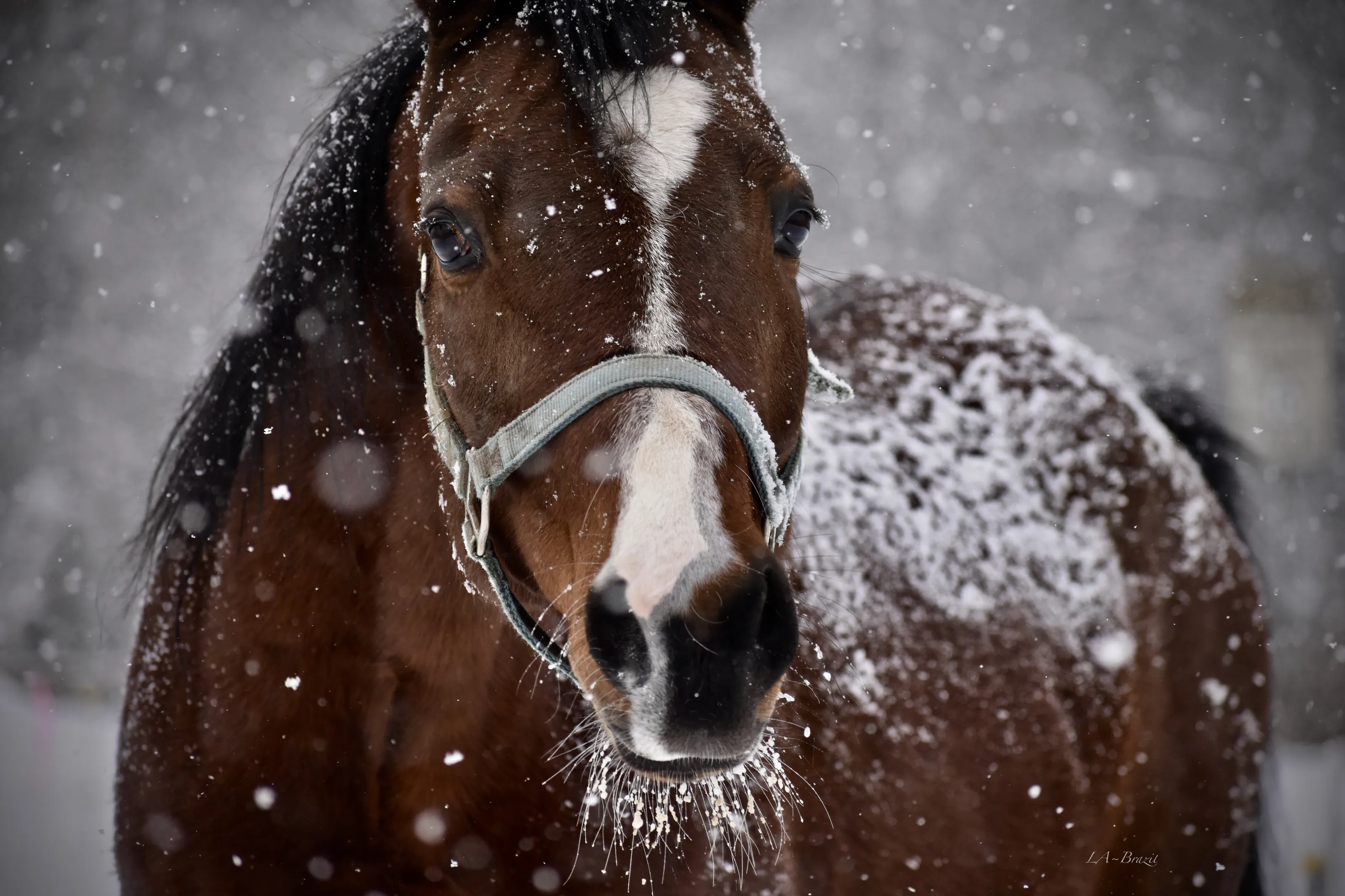 arabian in the snow