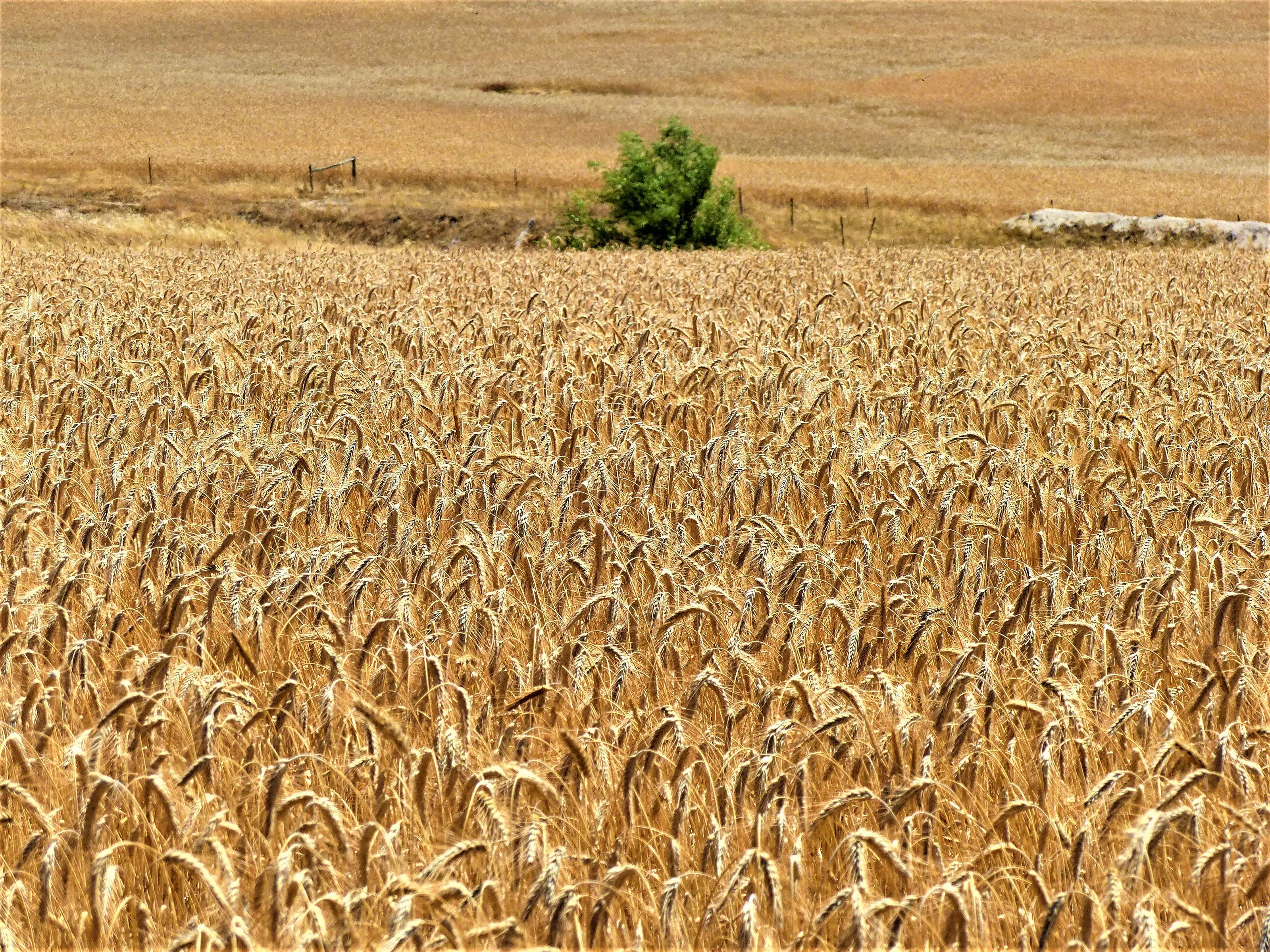 Beautiful Wheat