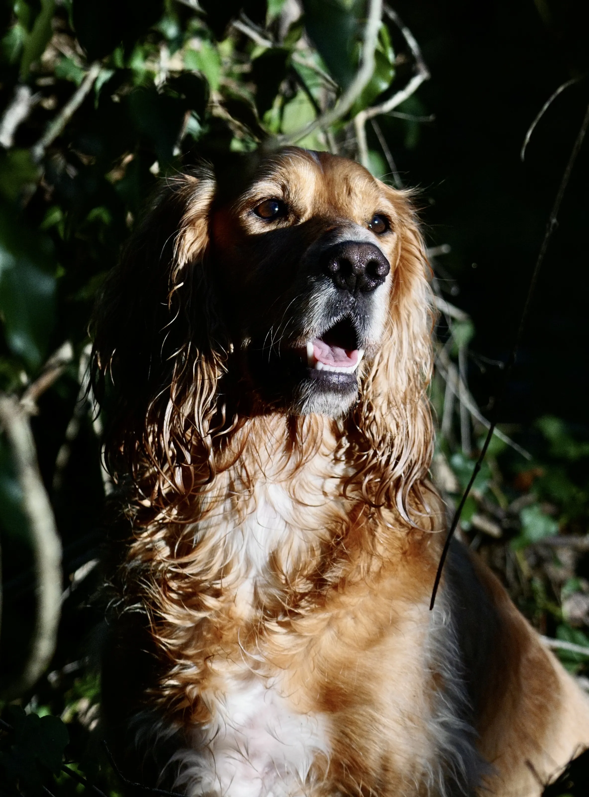 Spaniel in the woods