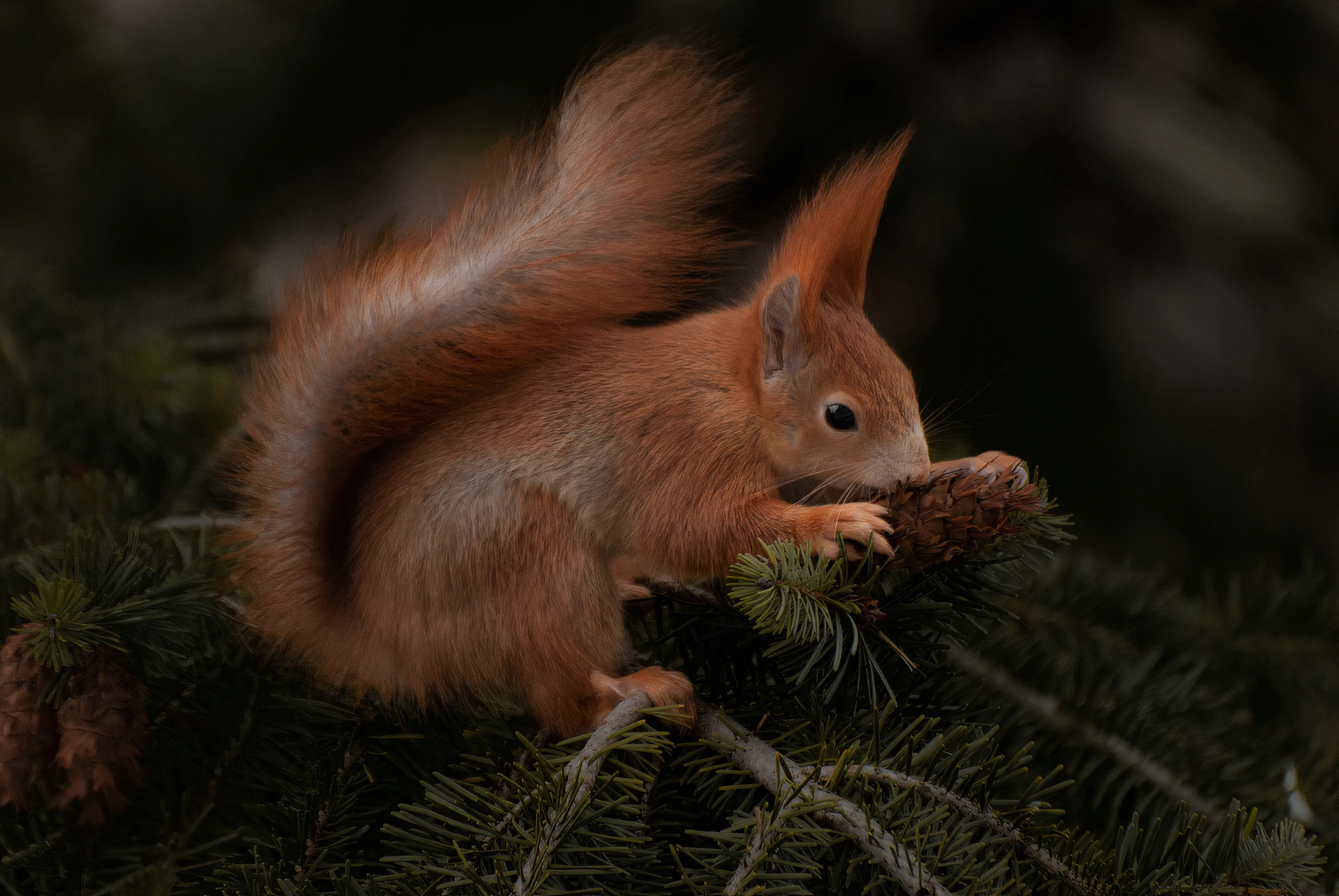 Squirrel