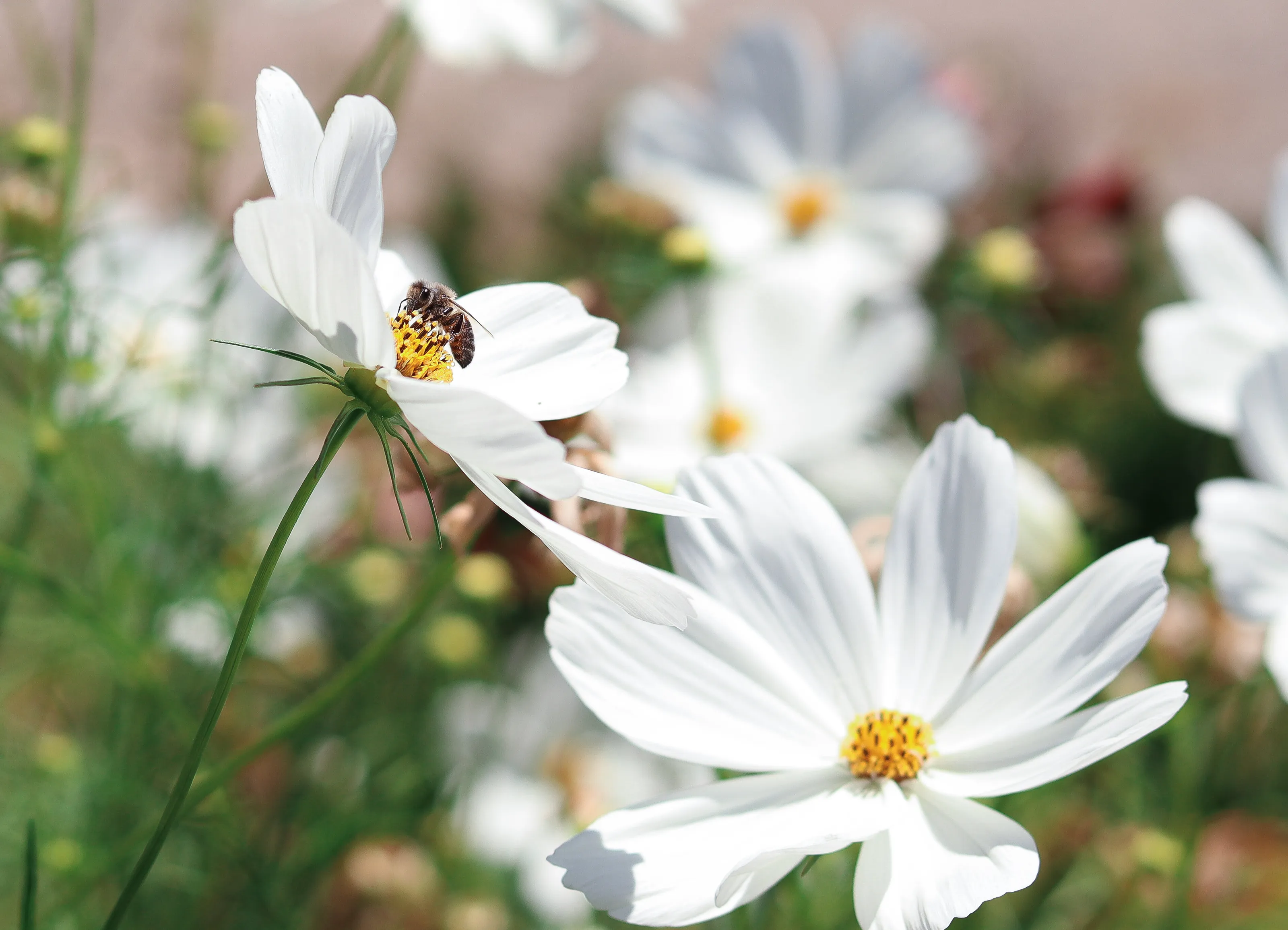 Bees be Happy