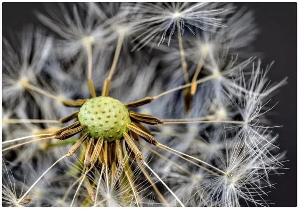 Dandelion seed burst