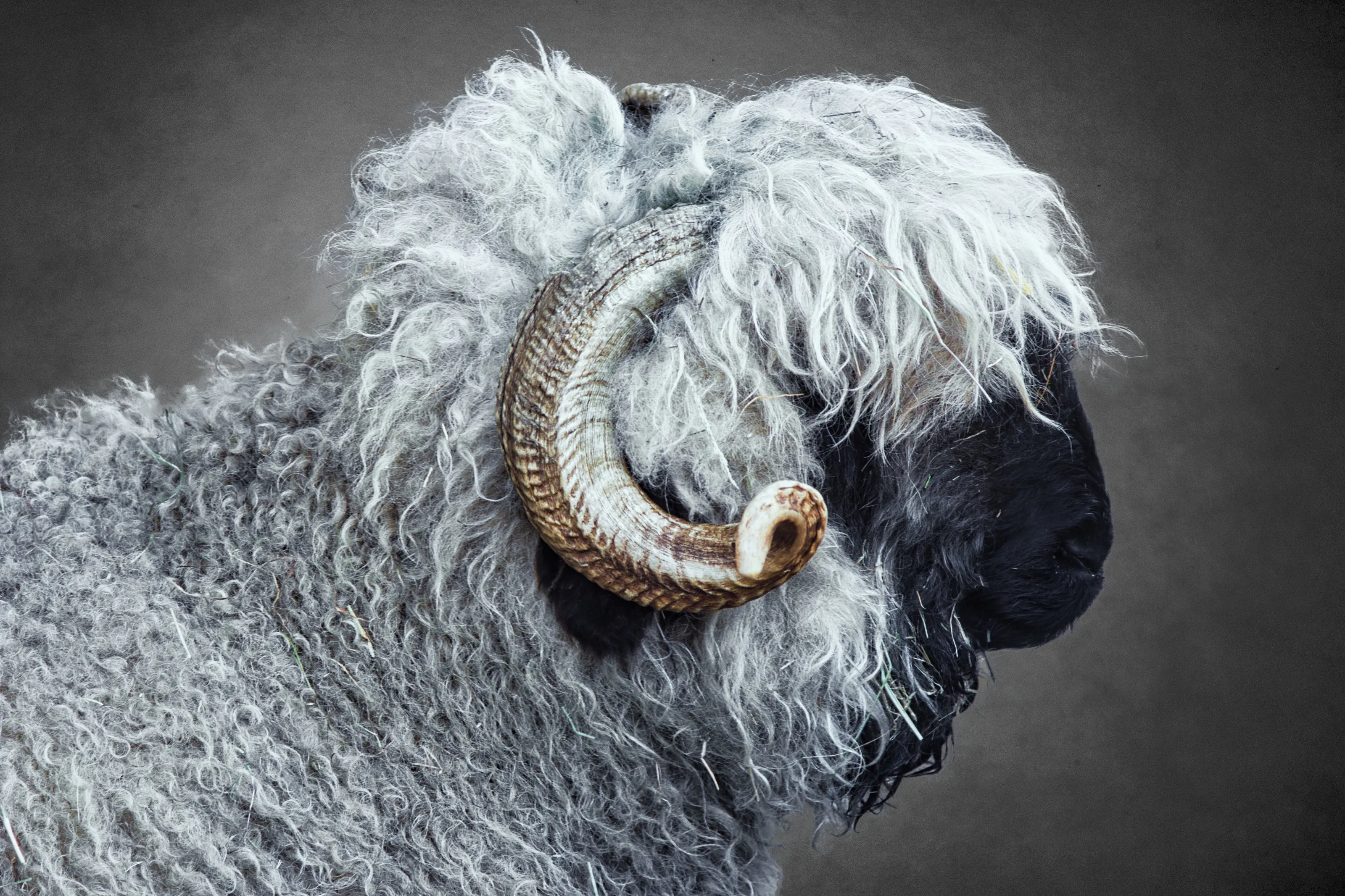 Ram's head