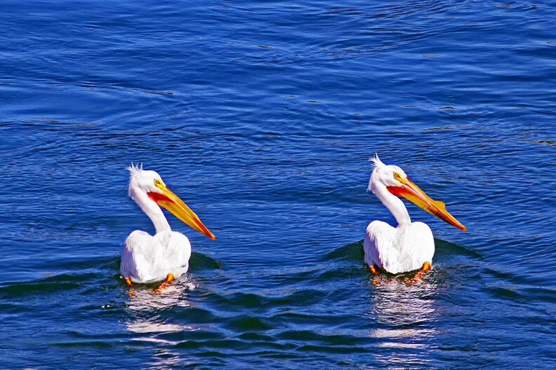 Synced Pelicans