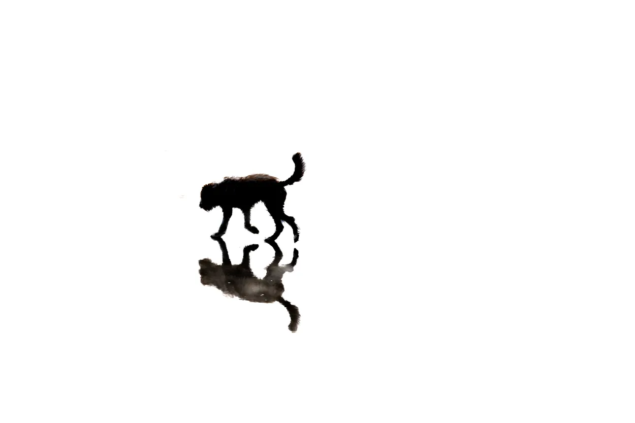 Entry 19050298
