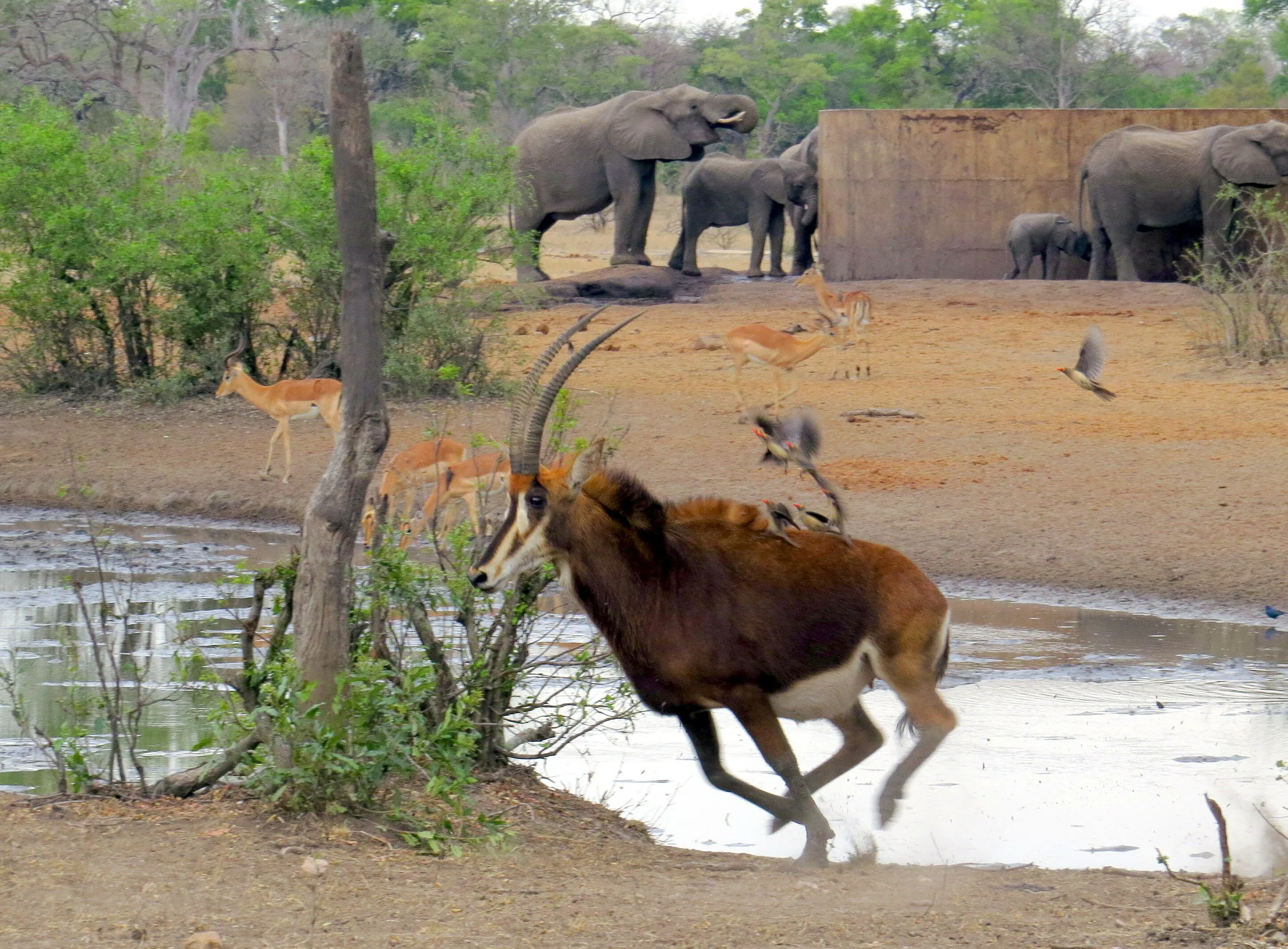 Waterholes