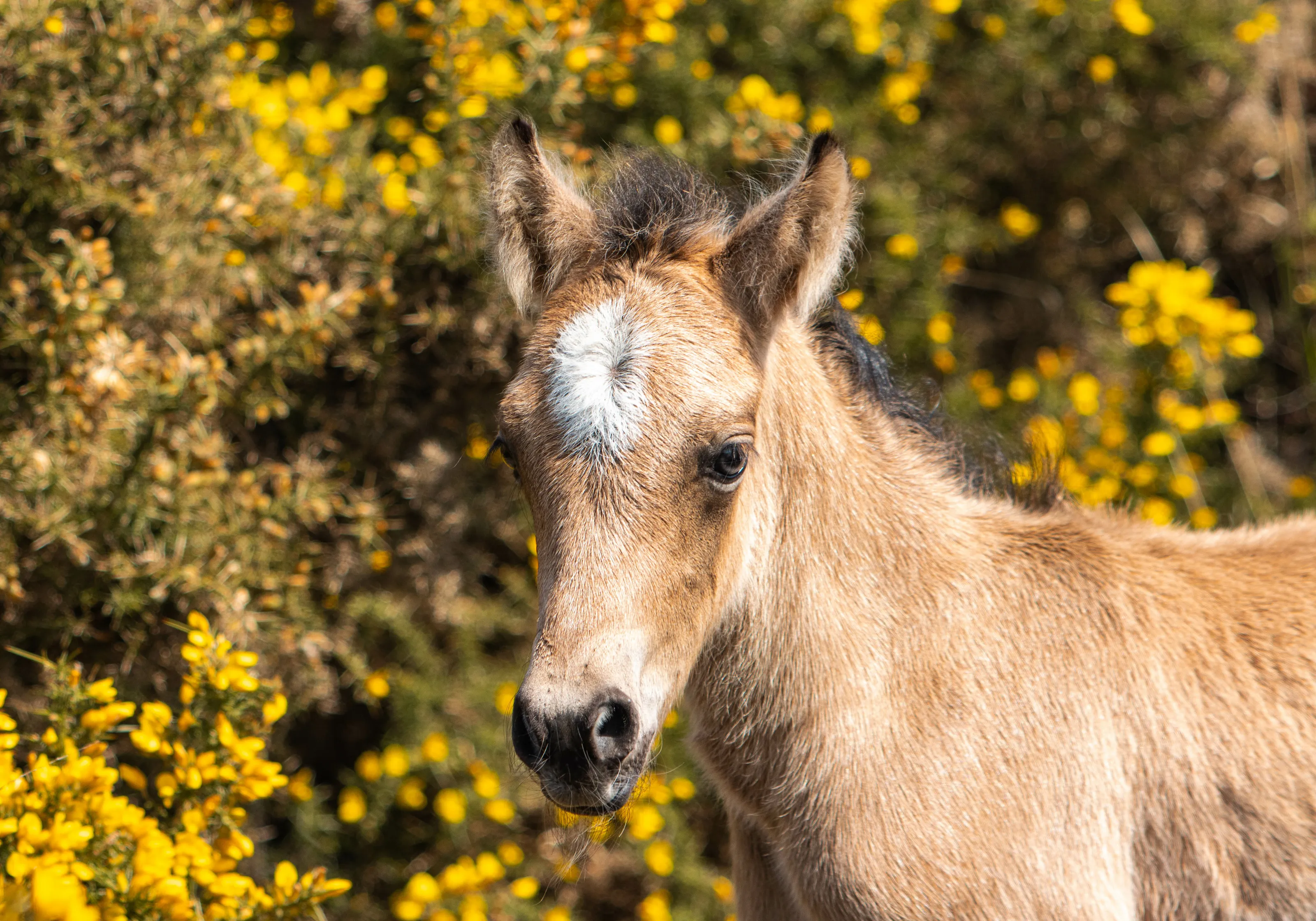 New Forest Foal
