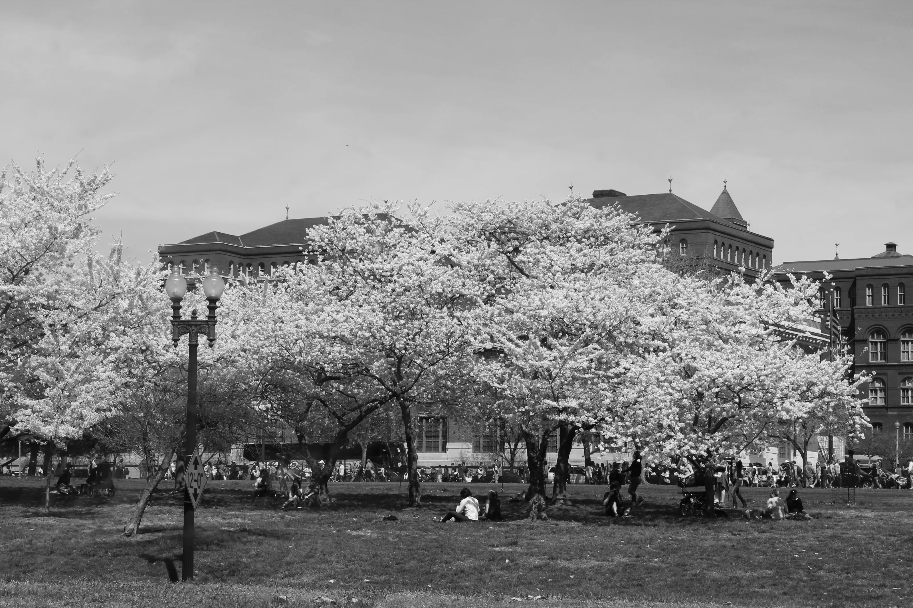 DC Cherry Blossoms