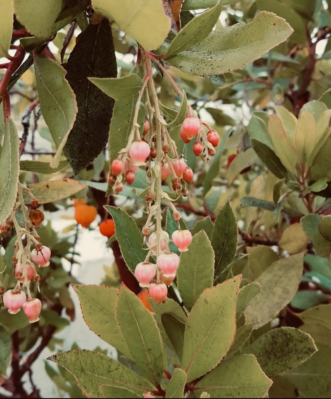 strawberry plant
