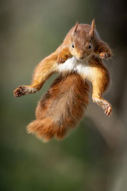 Ninja squirrel