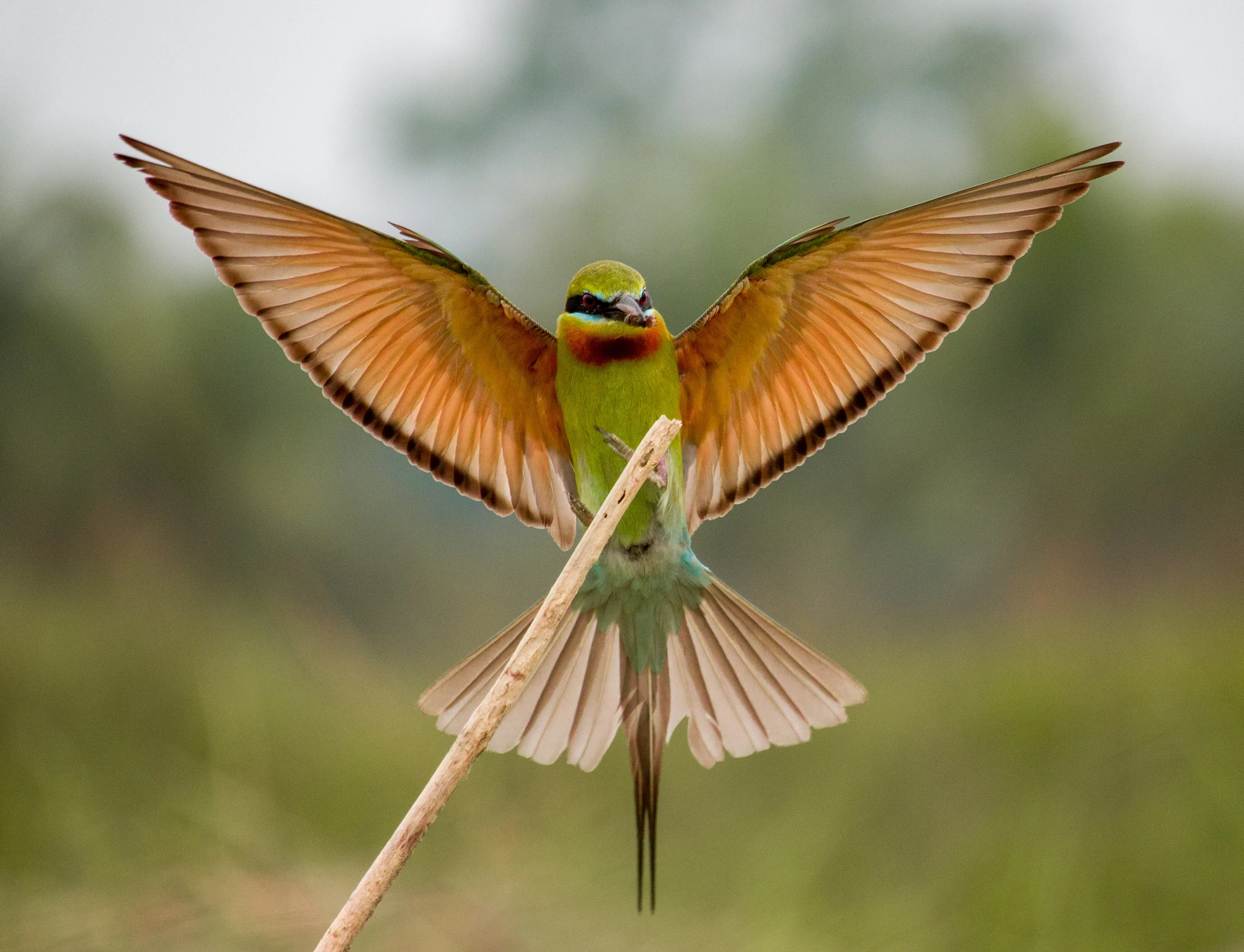 Blue Tailed Bee-Eater