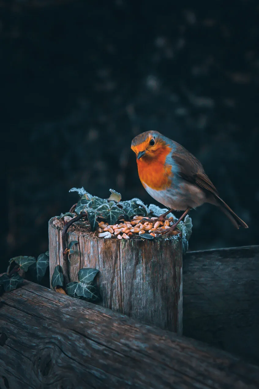 Curious Robin