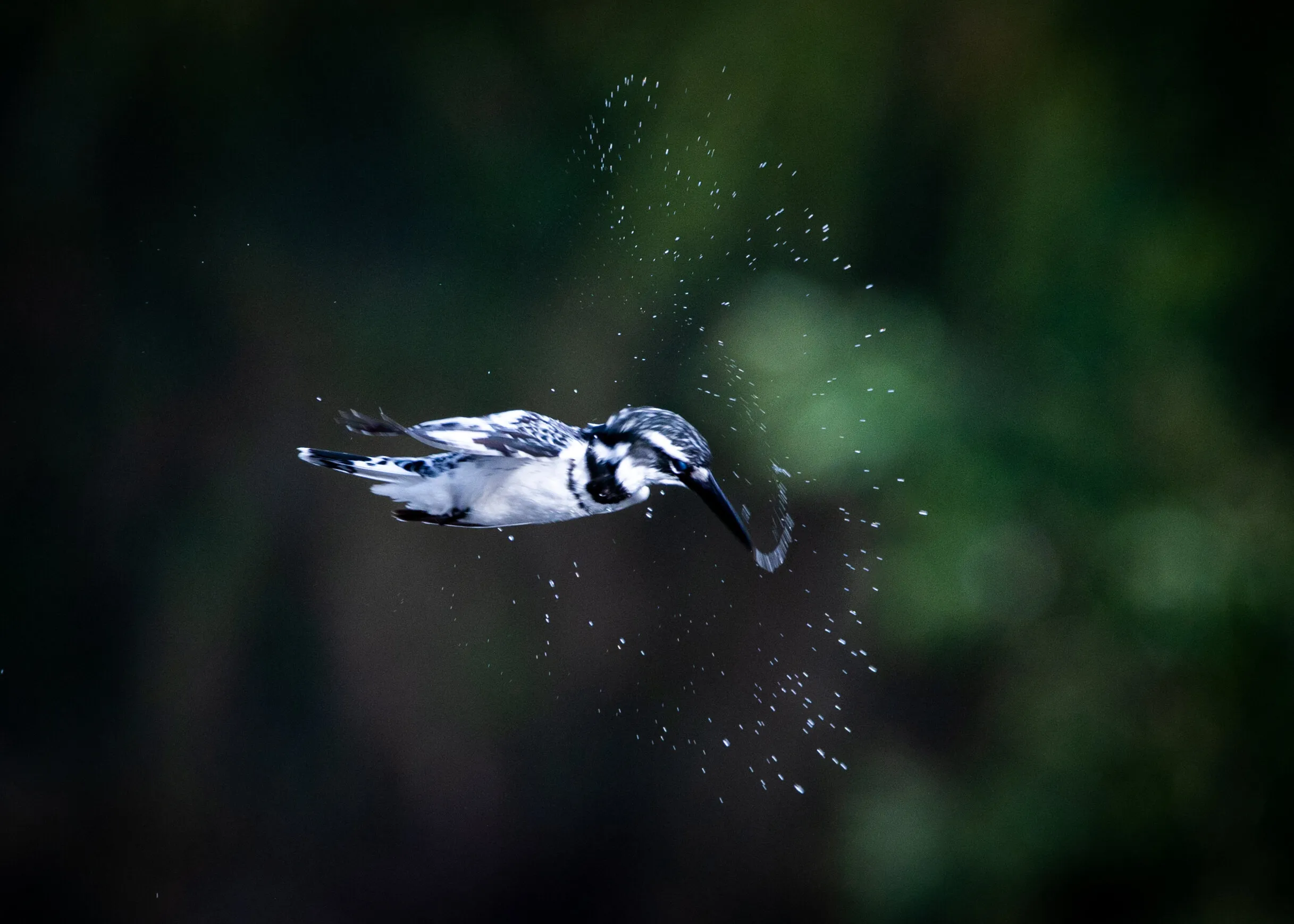 Kingfisher Spiral