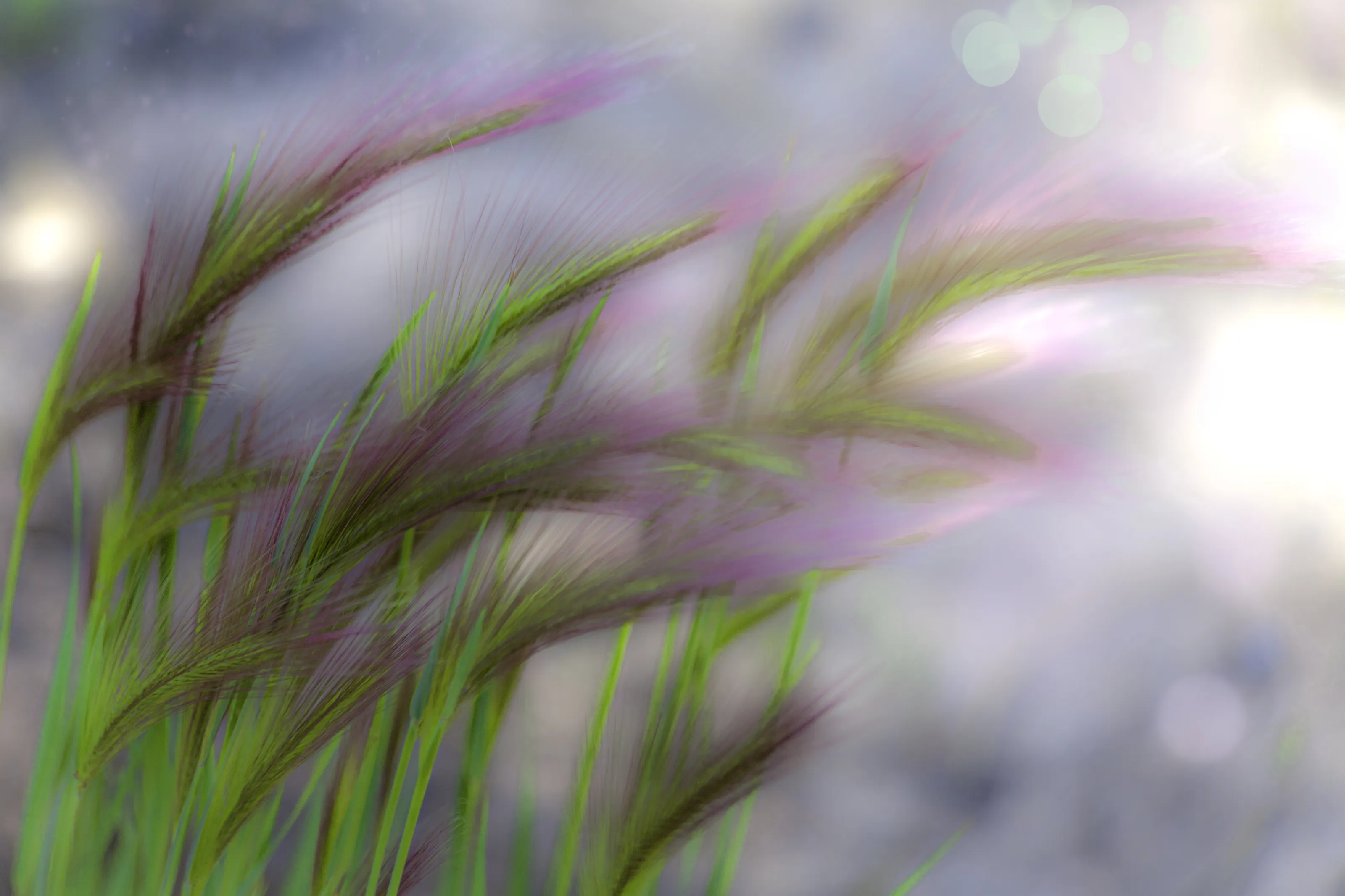 Grass Abstract
