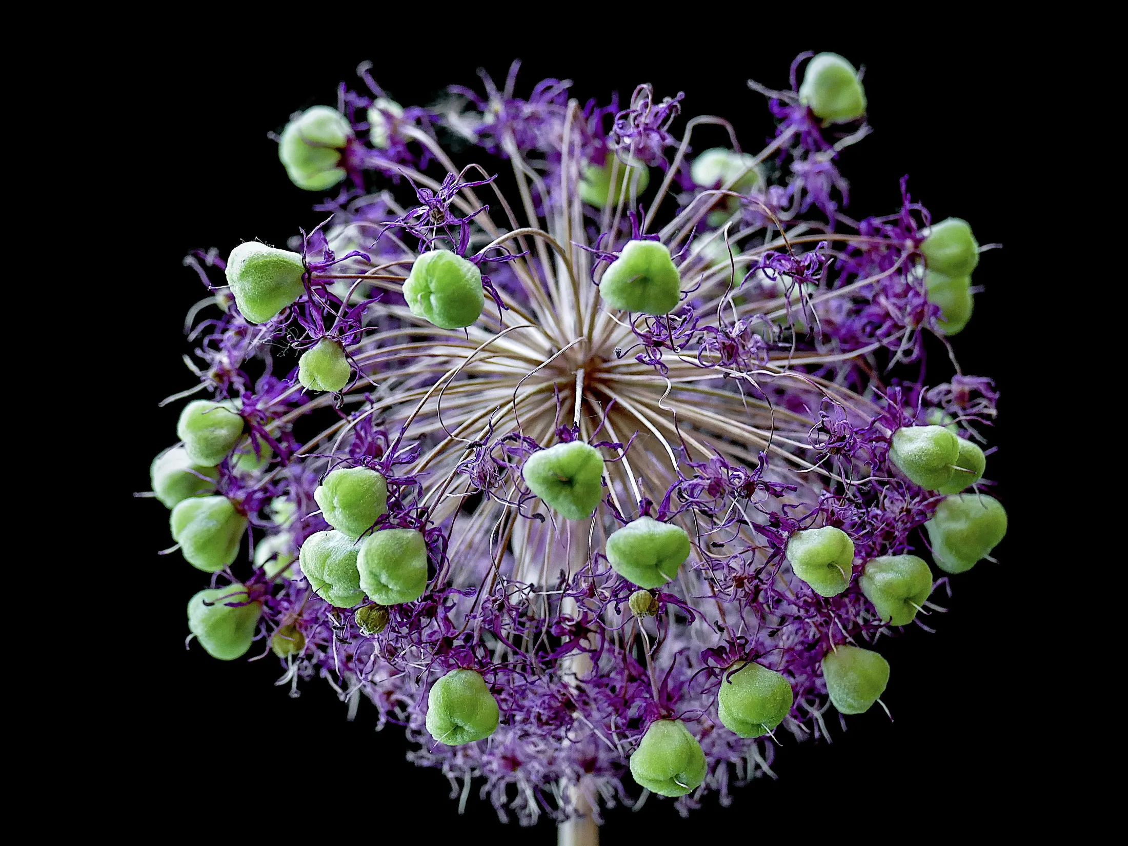 Incredible nature……The intricate details of an allium flower going to seed.