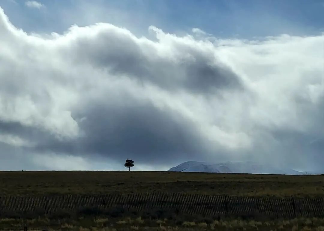 Lone Tree