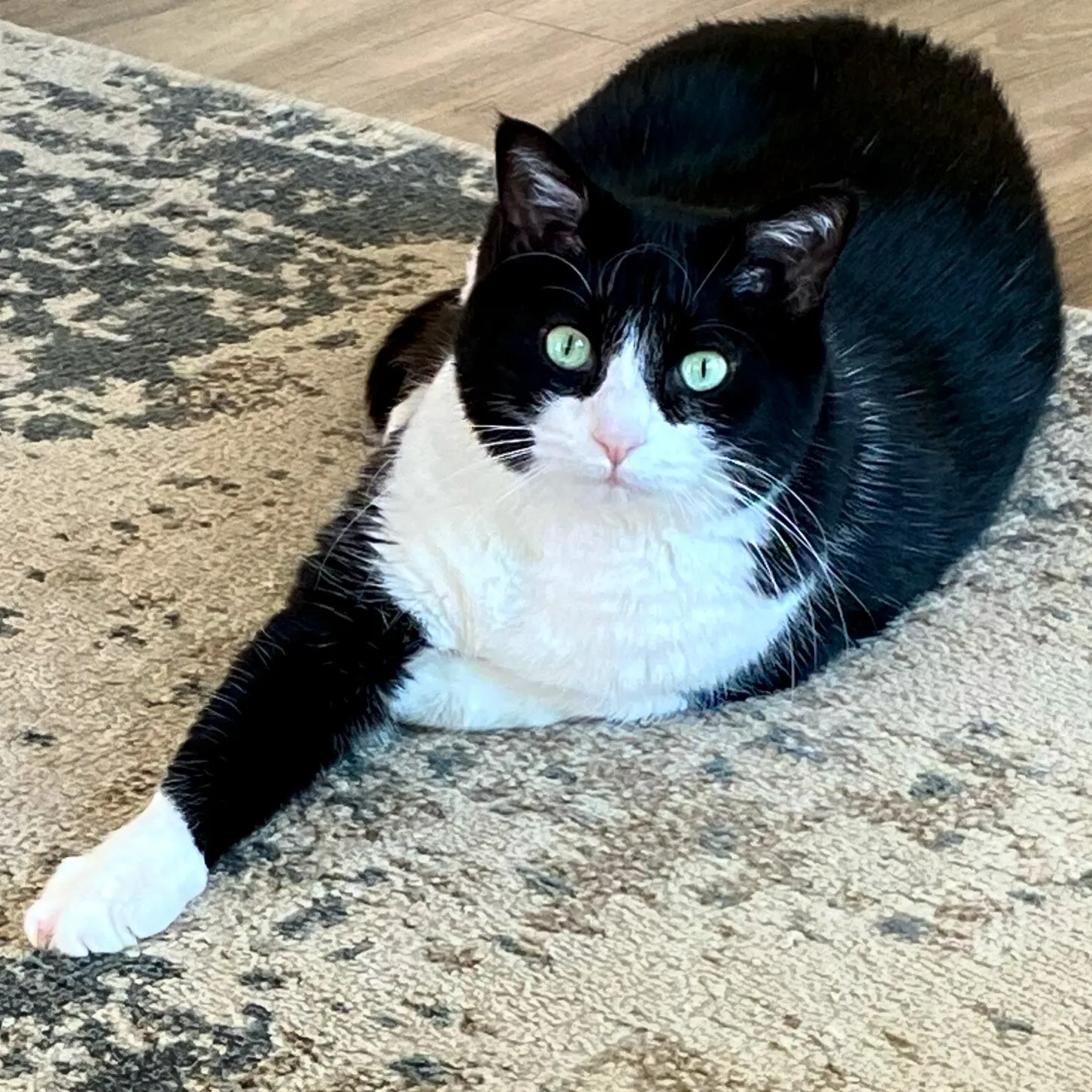 Milo the Cat