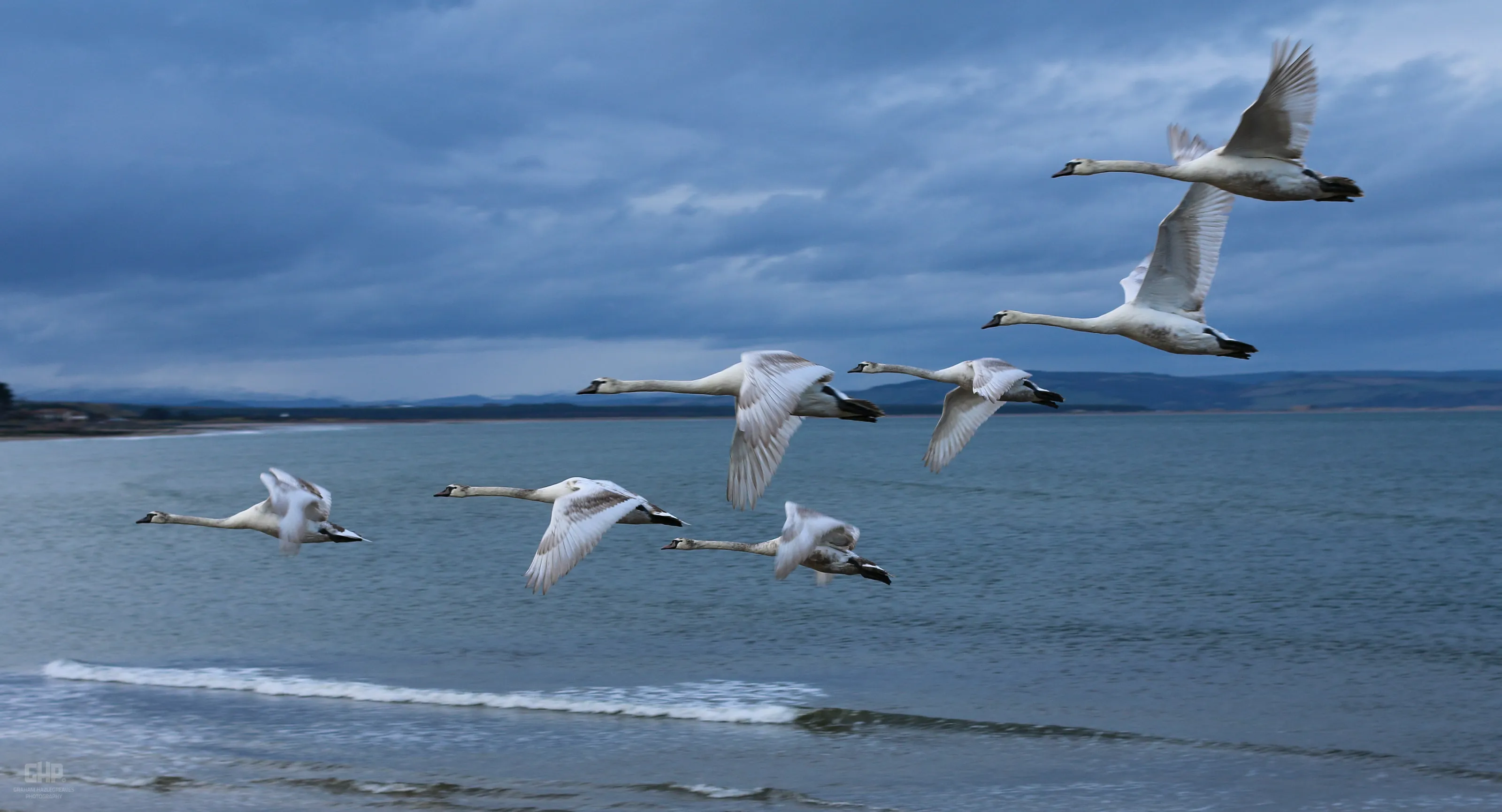 Swan Flypast