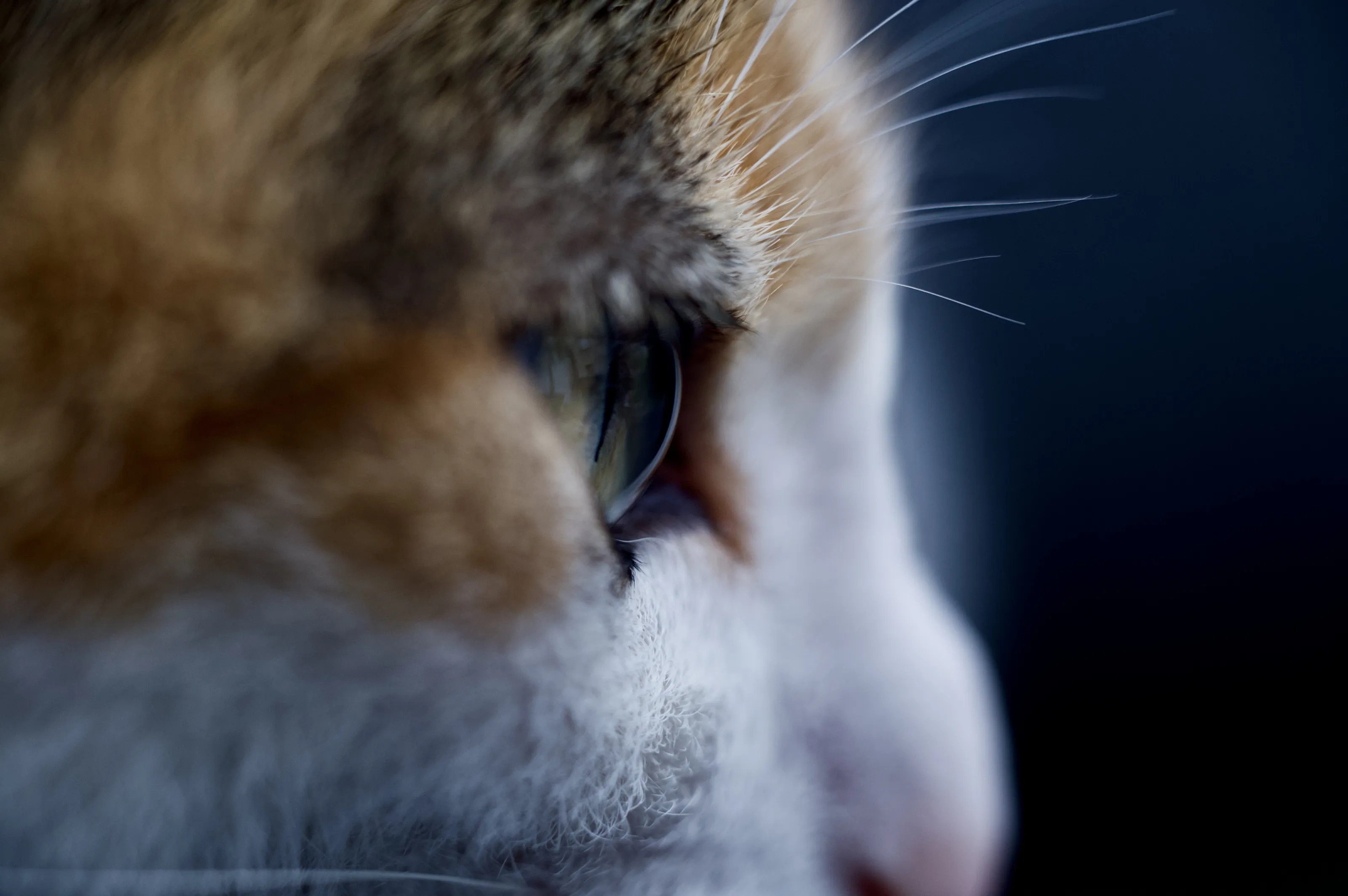 Cat muzzle