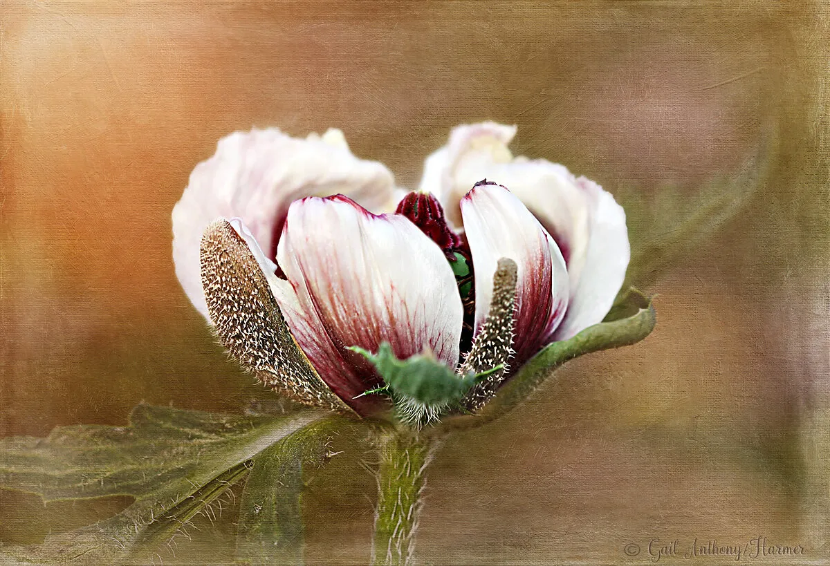 Unusual Poppy