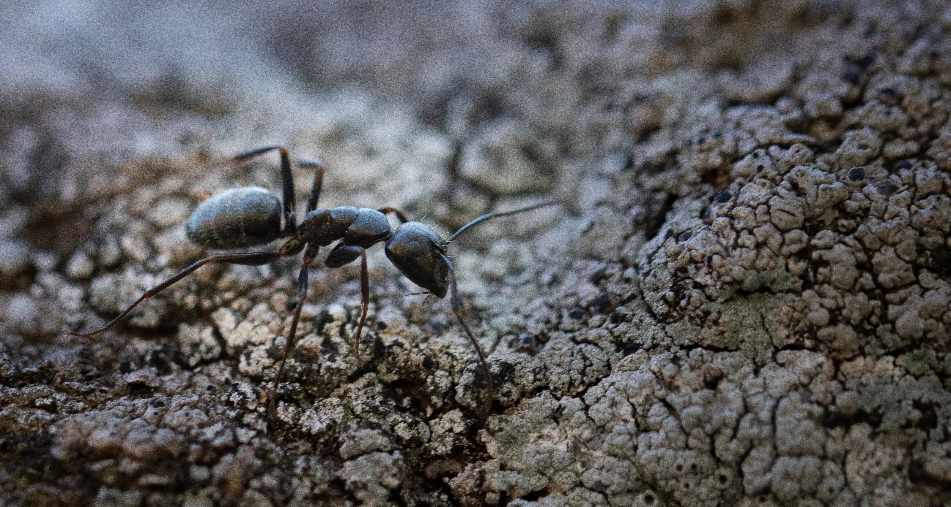 Ant zoomed in
