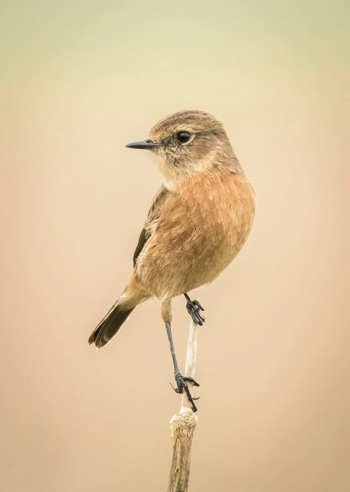 Stonechat