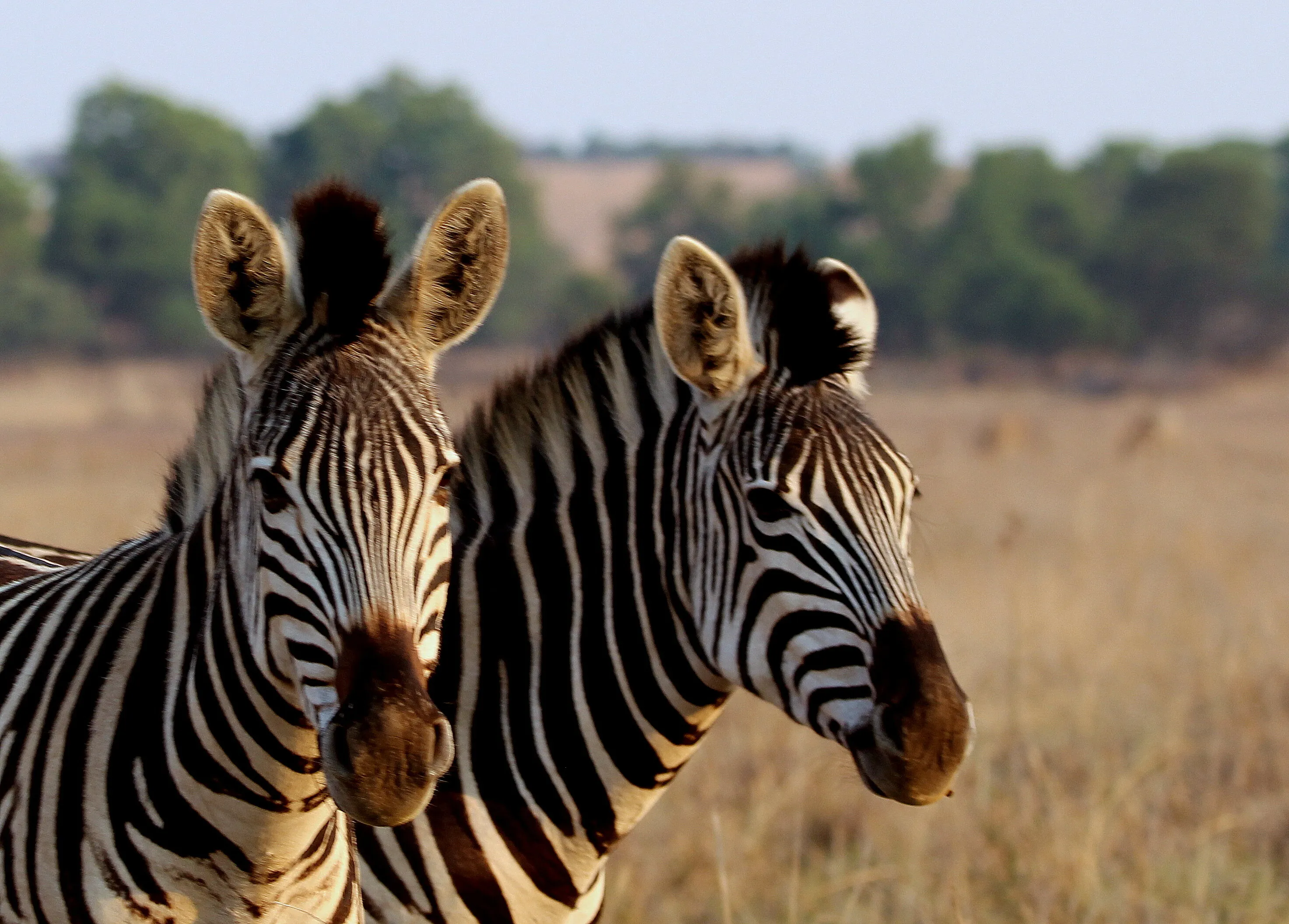 Zebra