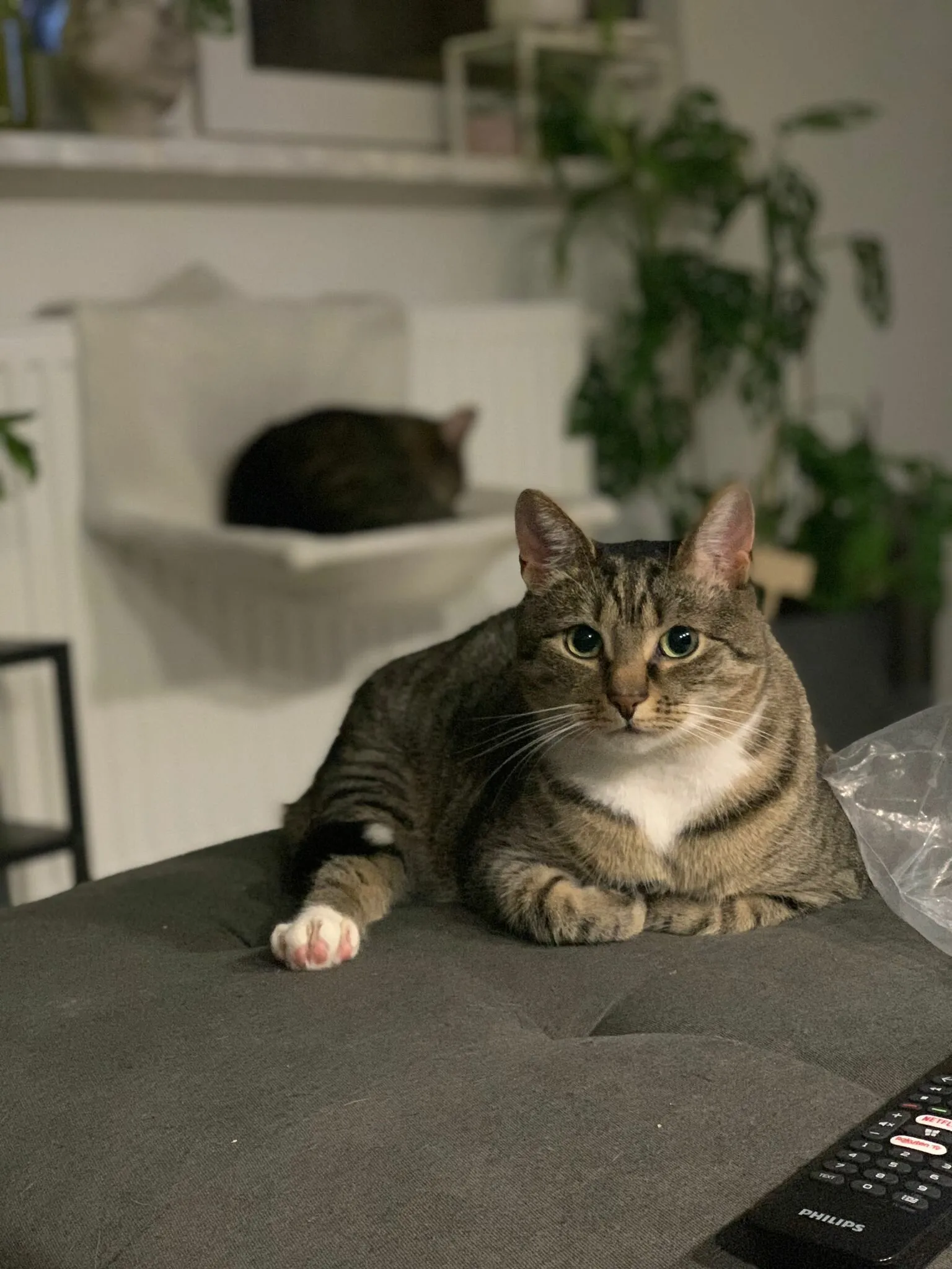 Cat sitting