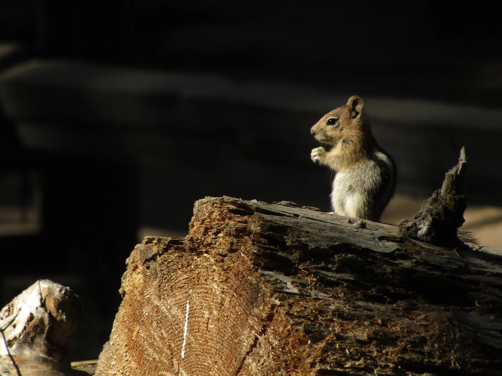 Chipmunk