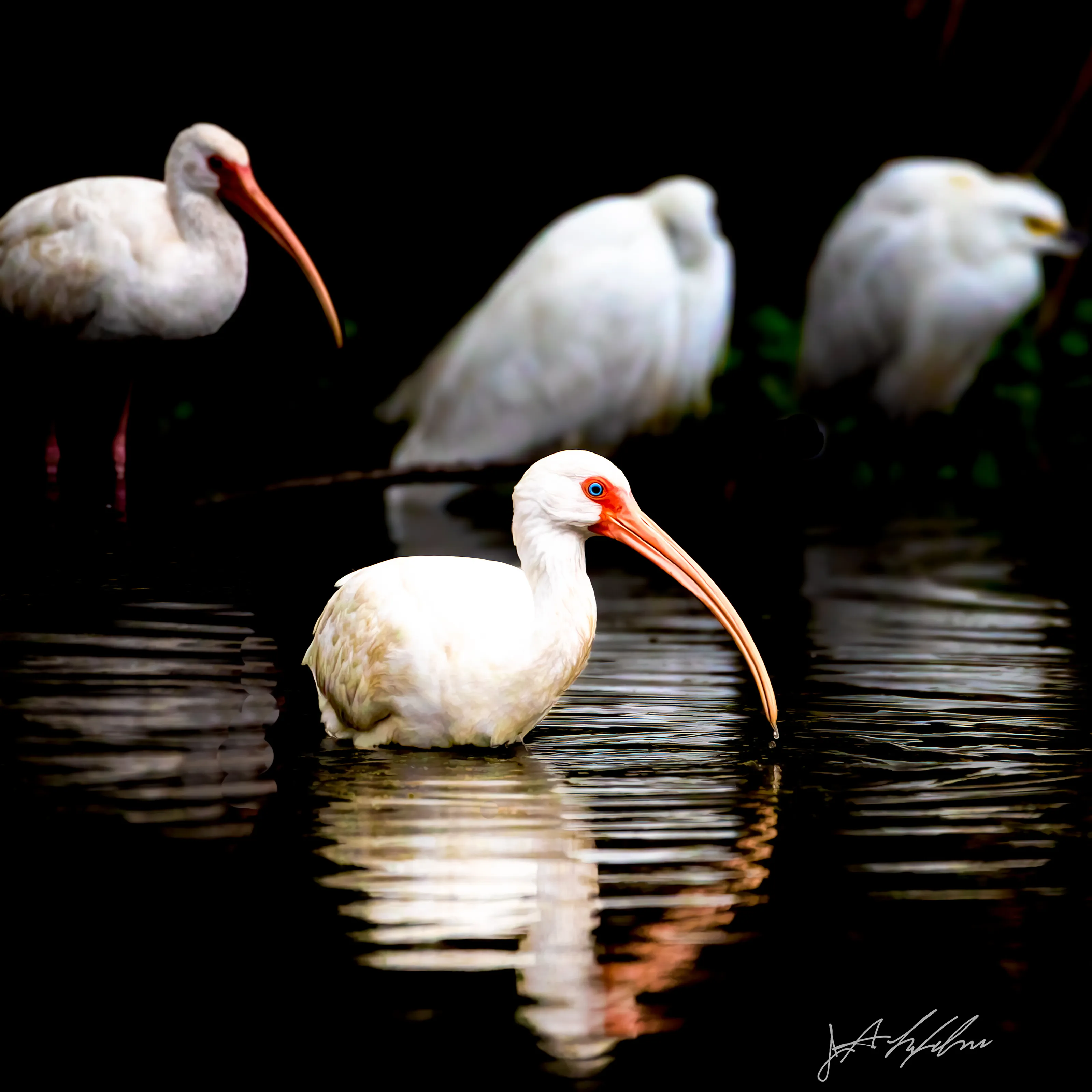Only Ibis