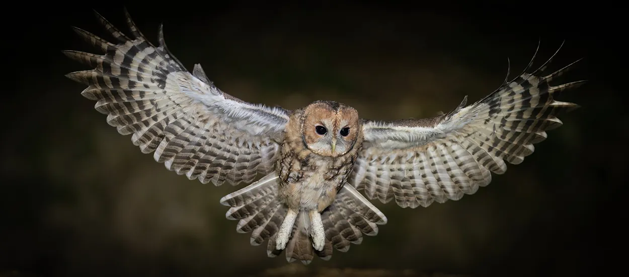 Entry 21980385