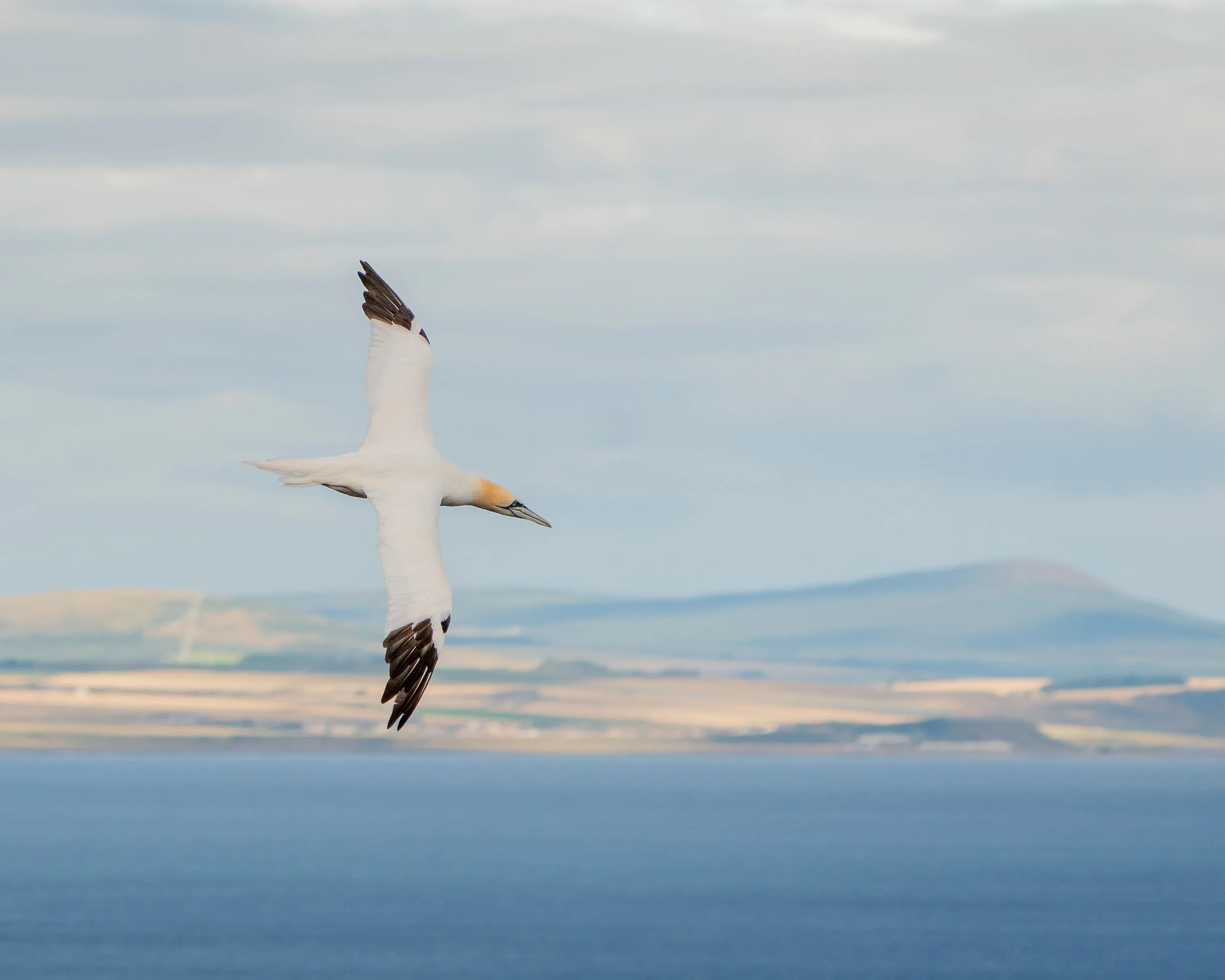 Northern gannet