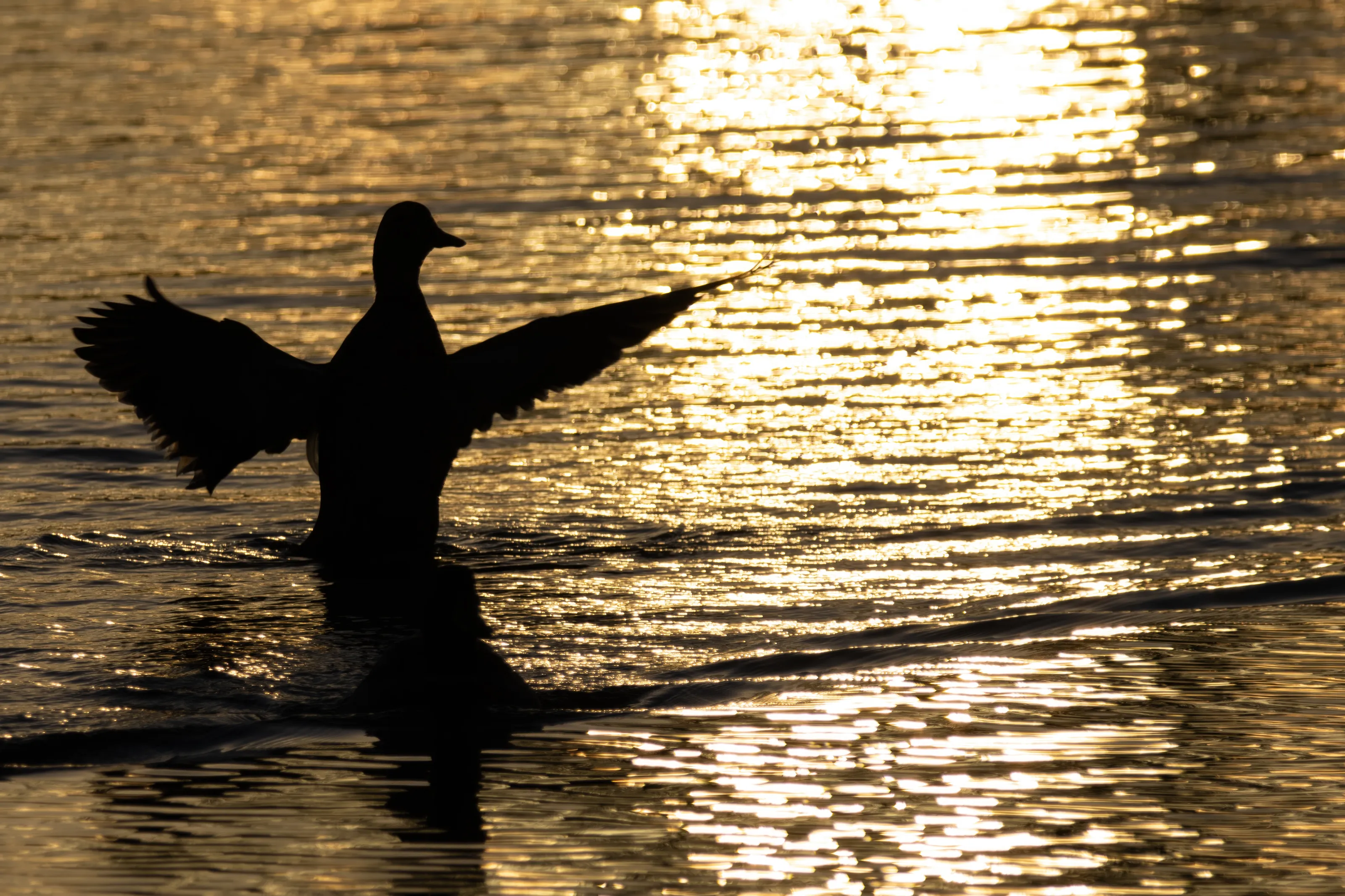Golden duck