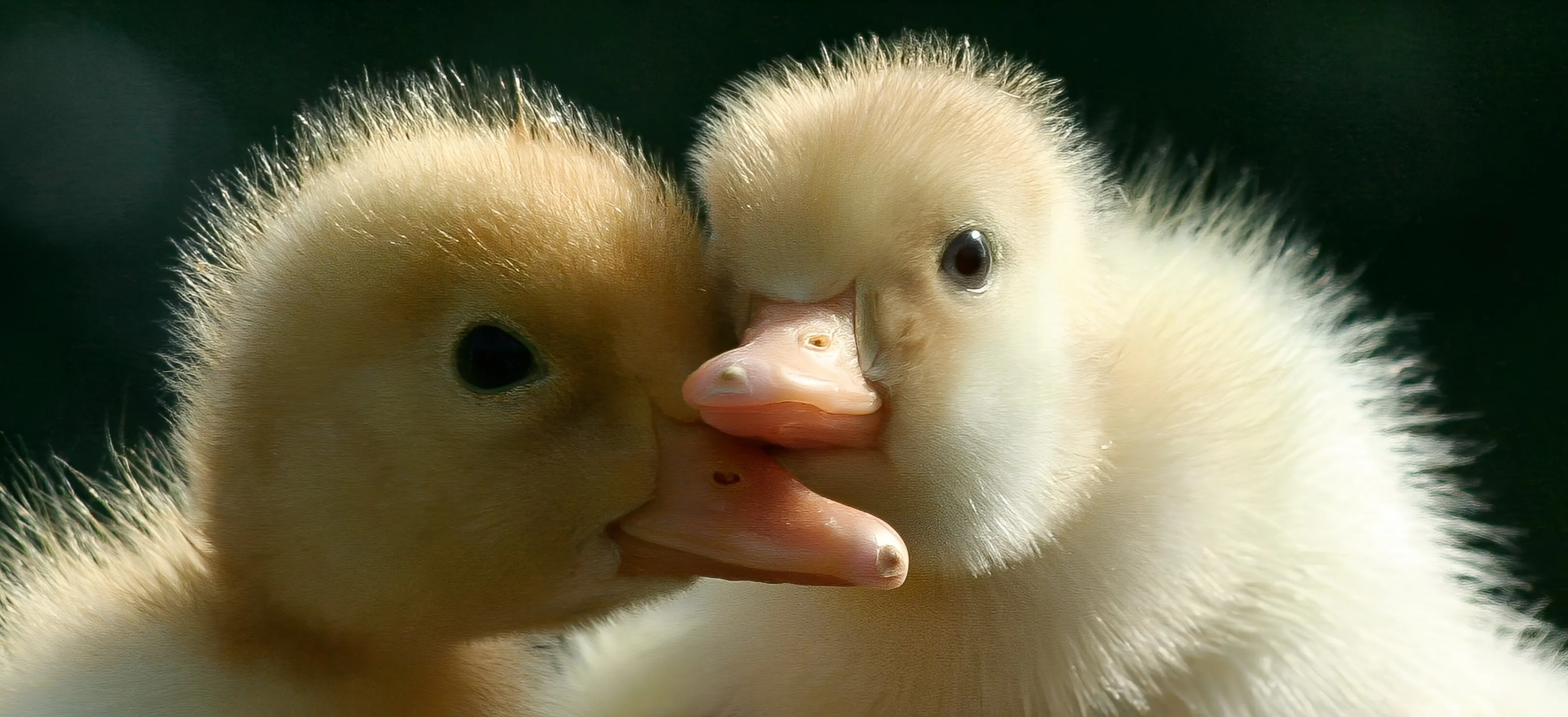 Chicks