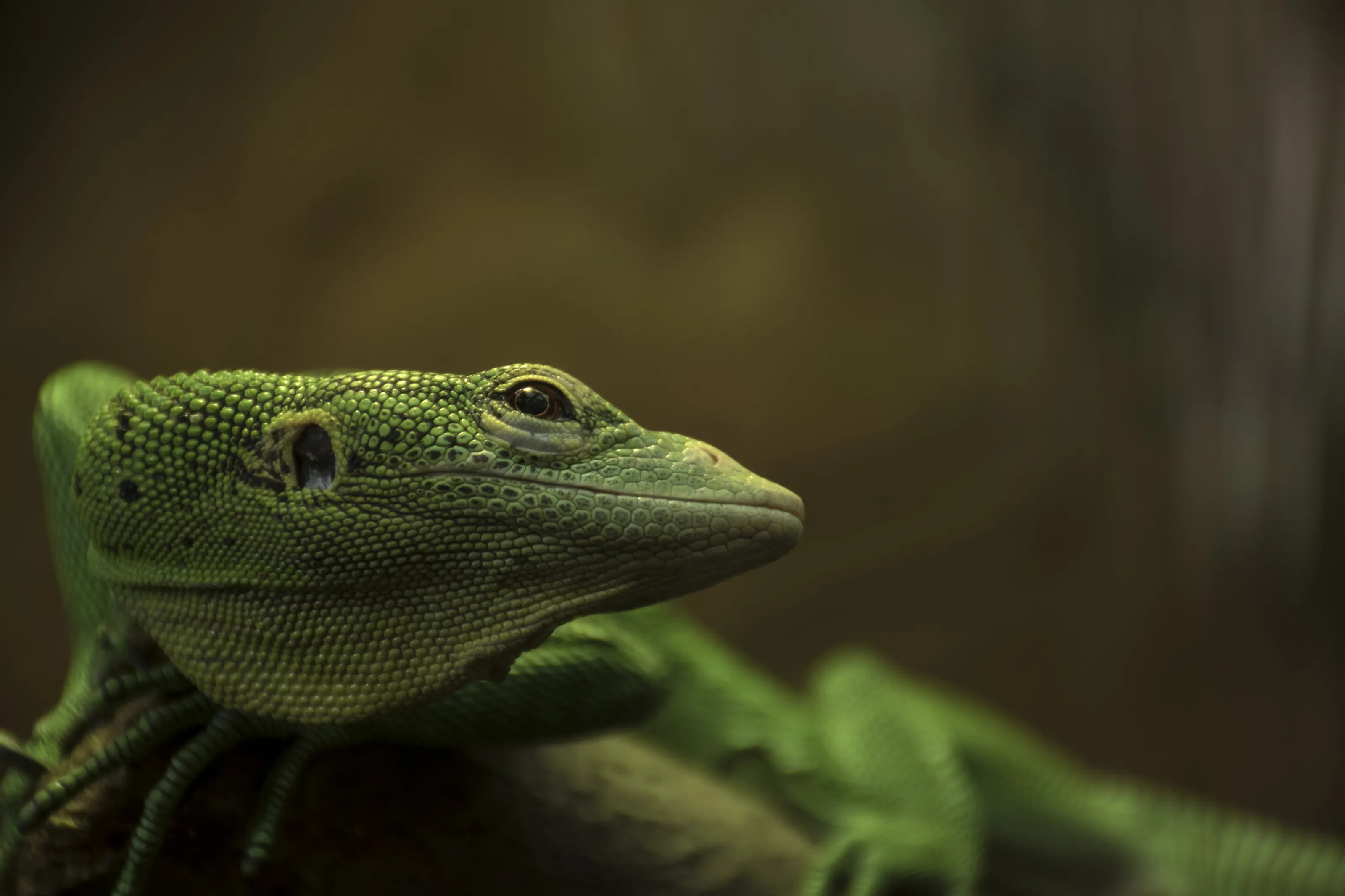 Lizard