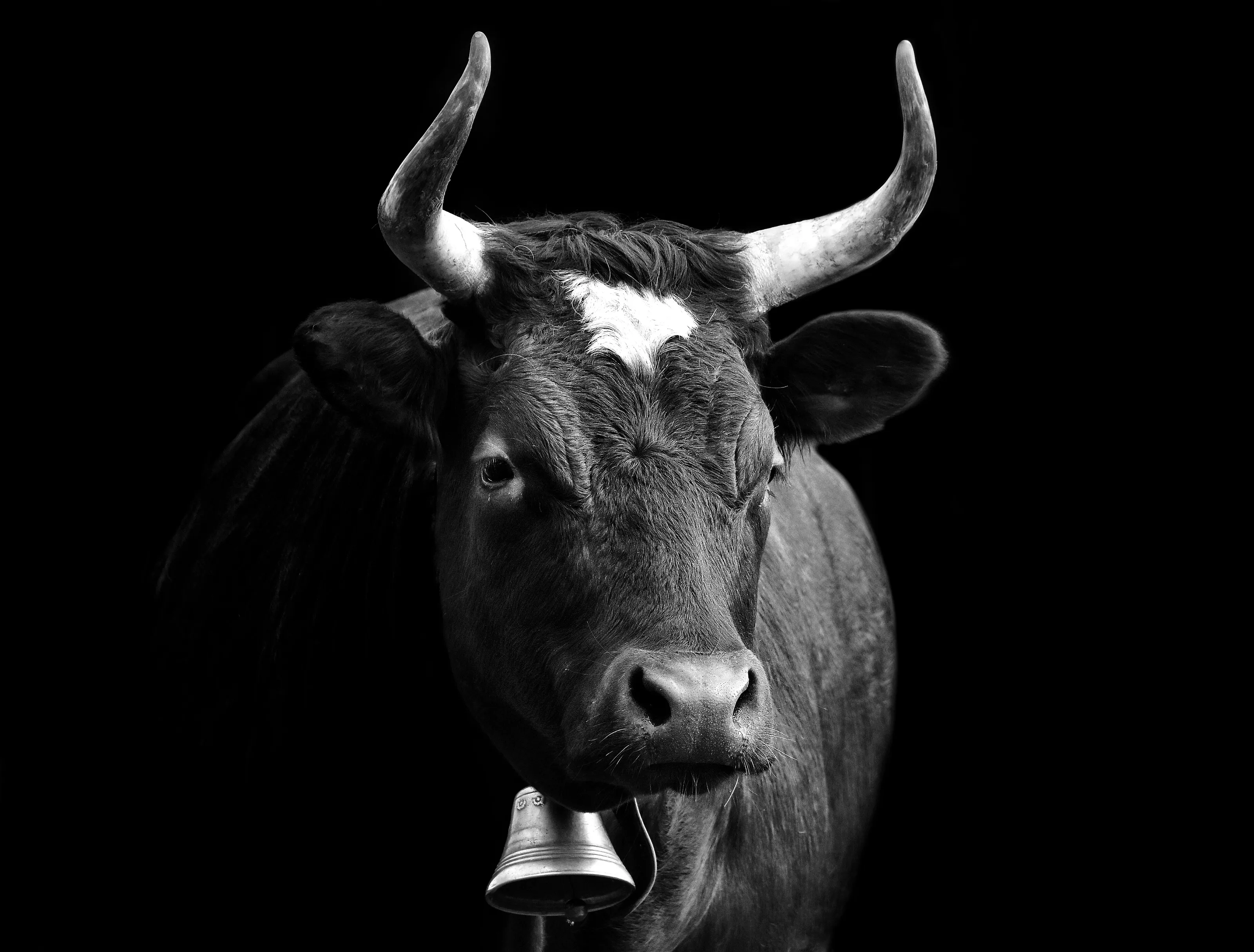 Cow B&W