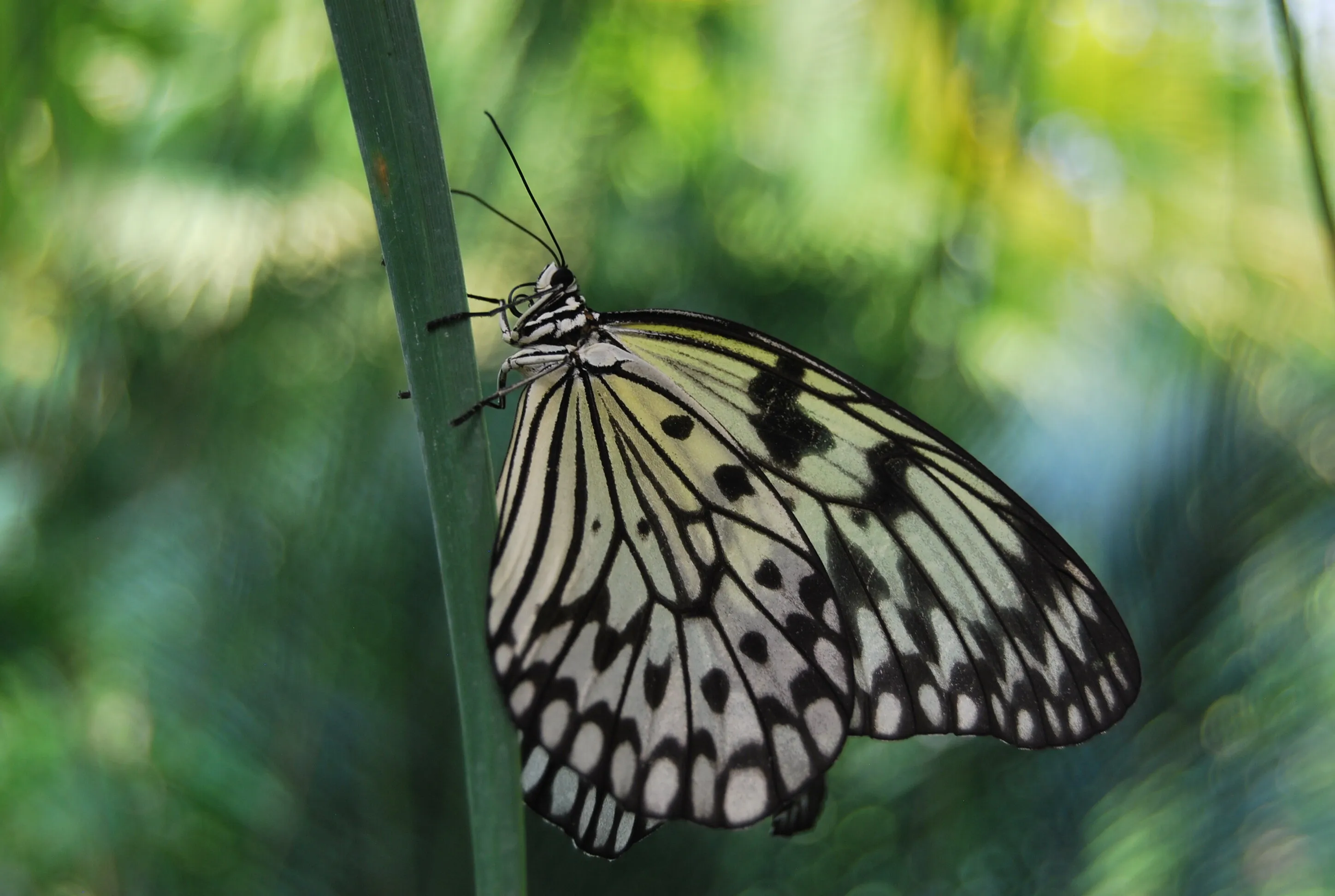 Mademoiselle Papillon