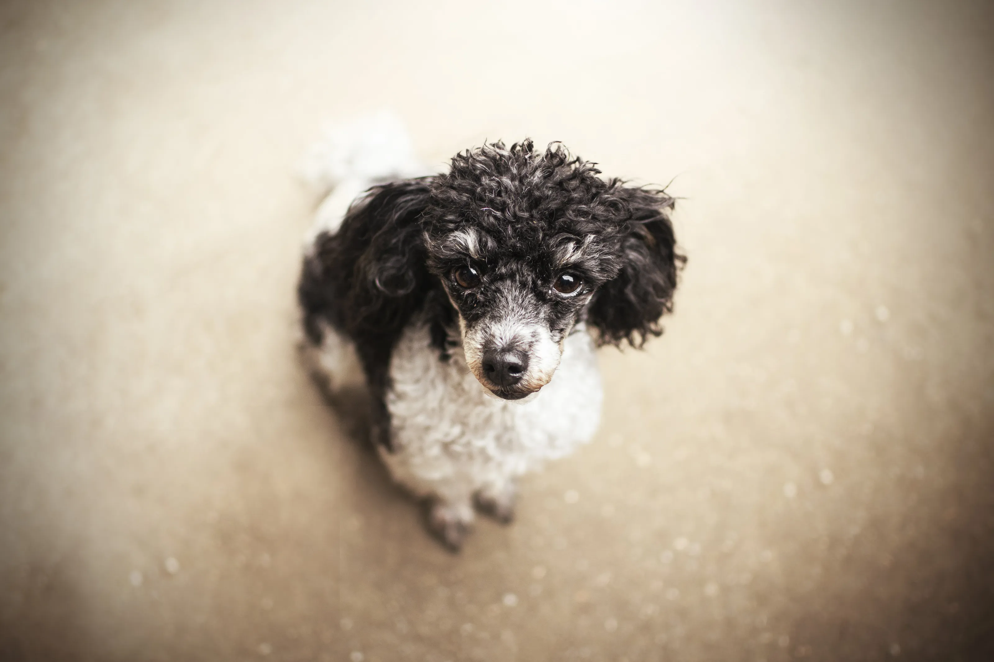 Poodle Bella