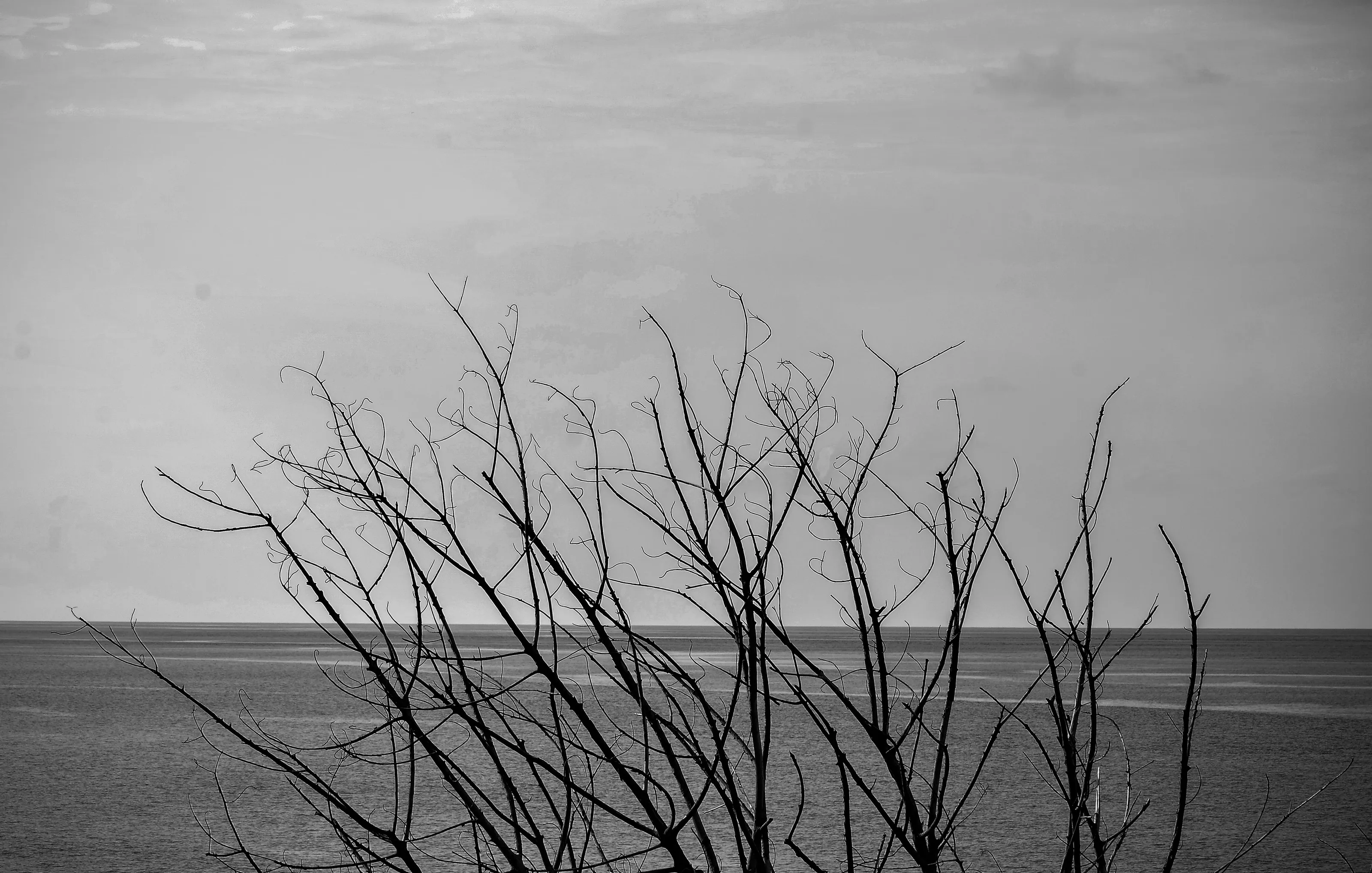 twigs