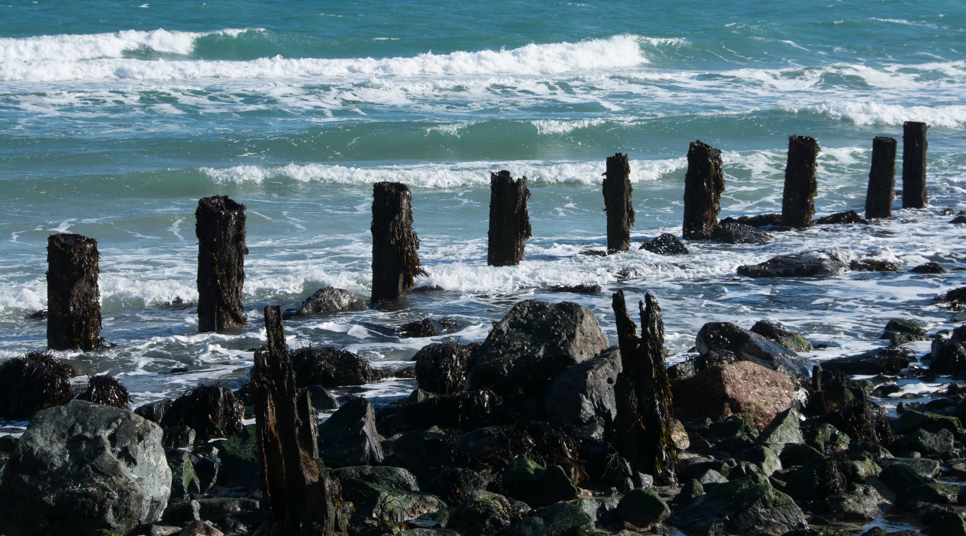 groins at sea